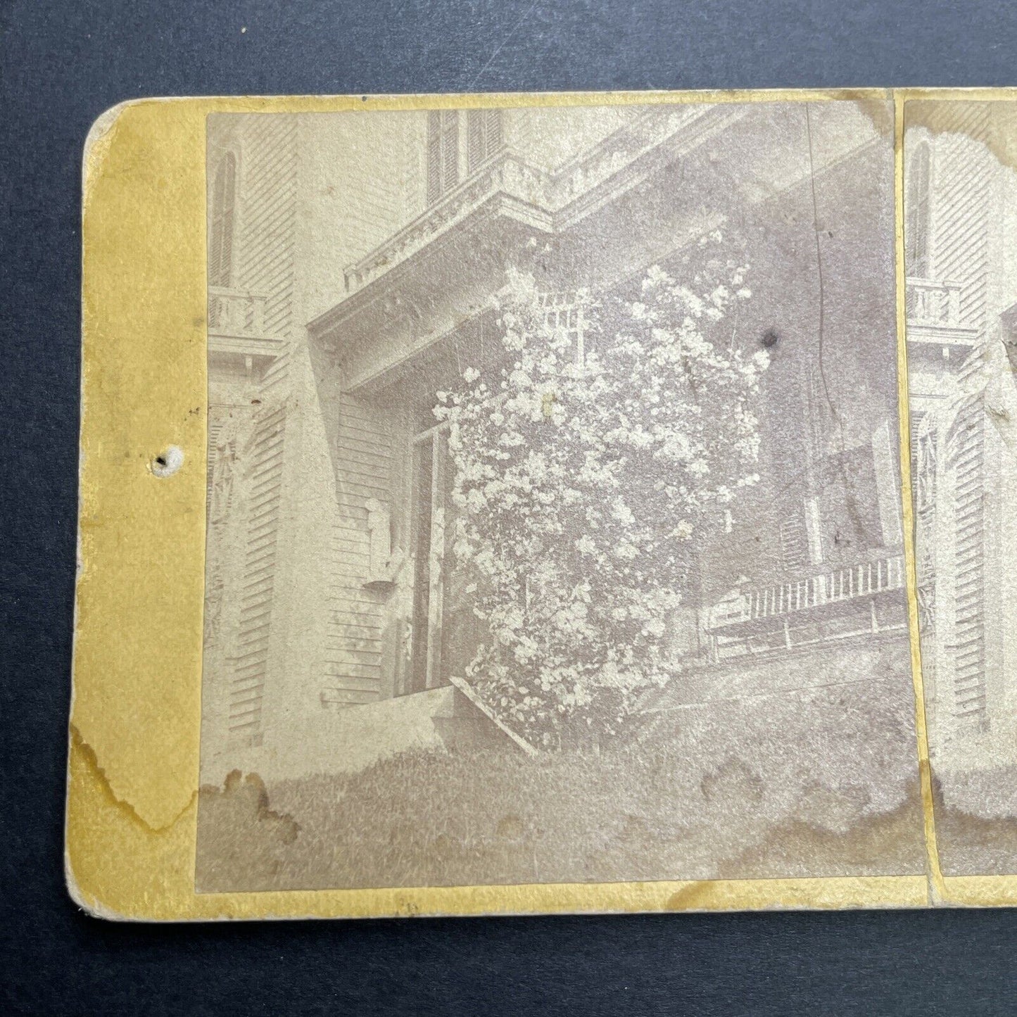 Antique 1860s Concord New Hampshire Rose Bush Stereoview Photo Card P1188