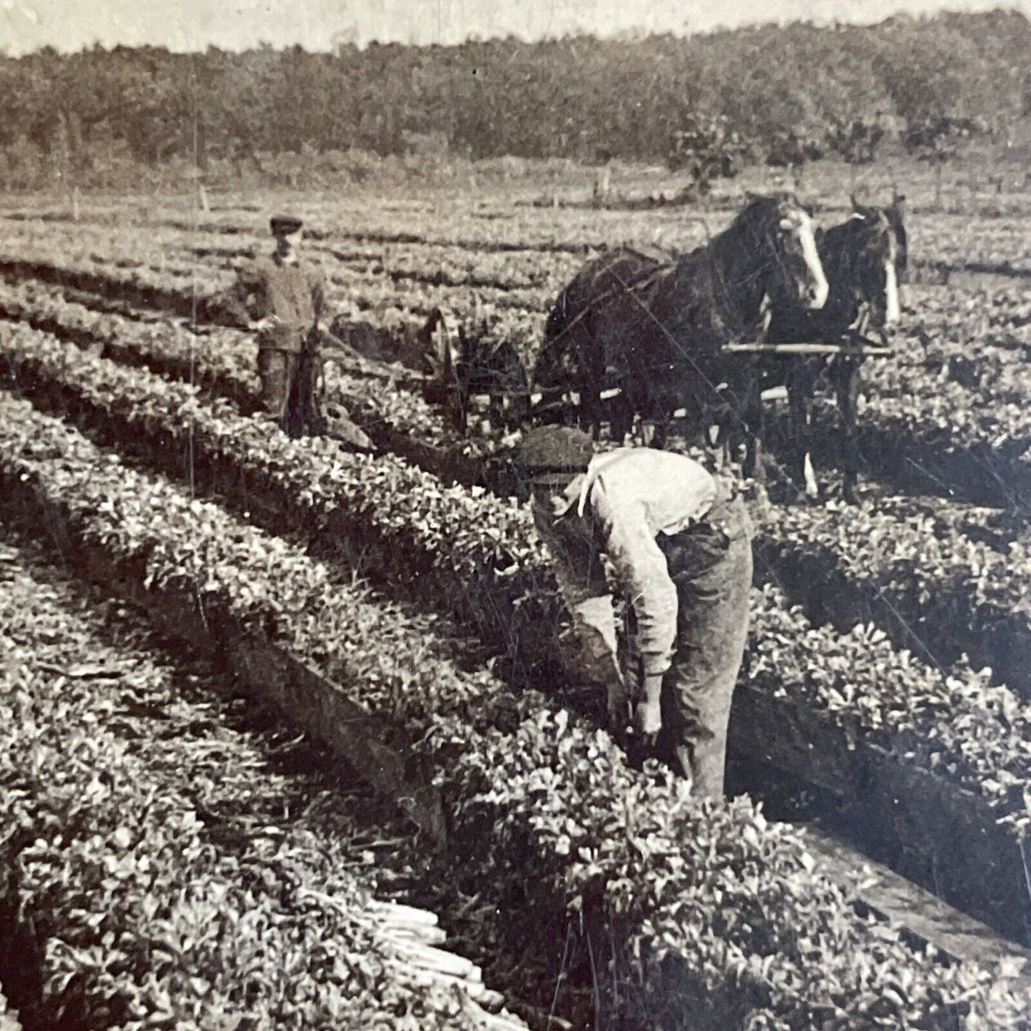 Antique 1910s Celery Farm Kalamazoo Michigan Stereoview Photo Card P3654