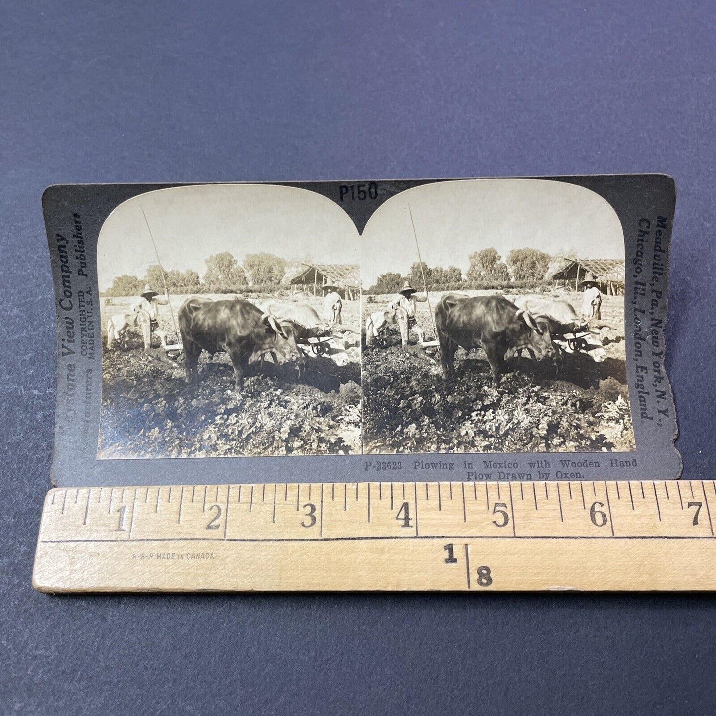 Antique 1909 Oxen Plowing Fields In Mexico Stereoview Photo Card V3308