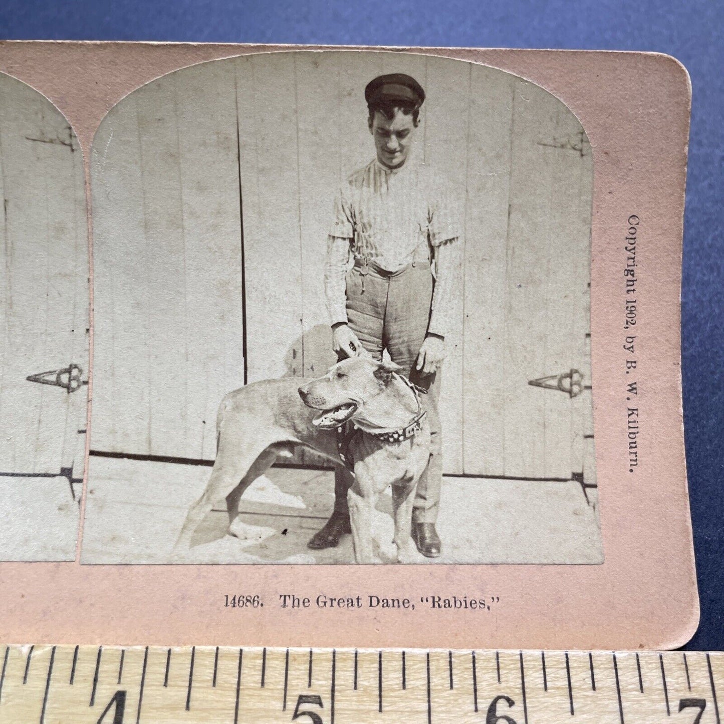 Antique 1902 Man With Pitbull Studded Collar Stereoview Photo Card V3600