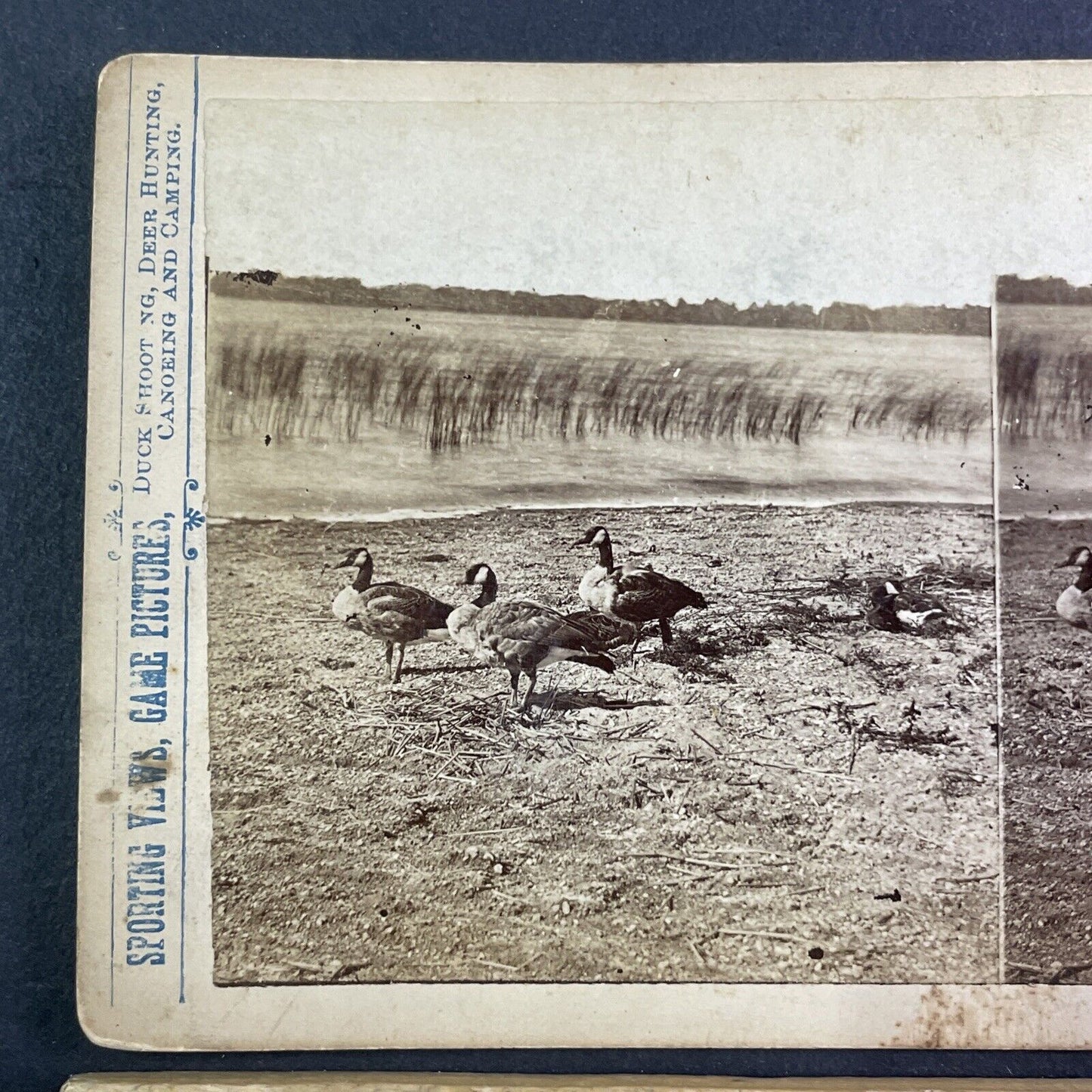 Canada Goose Geese in Montana Stereoview T.W. Ingersoll Antique c1888 Y1335