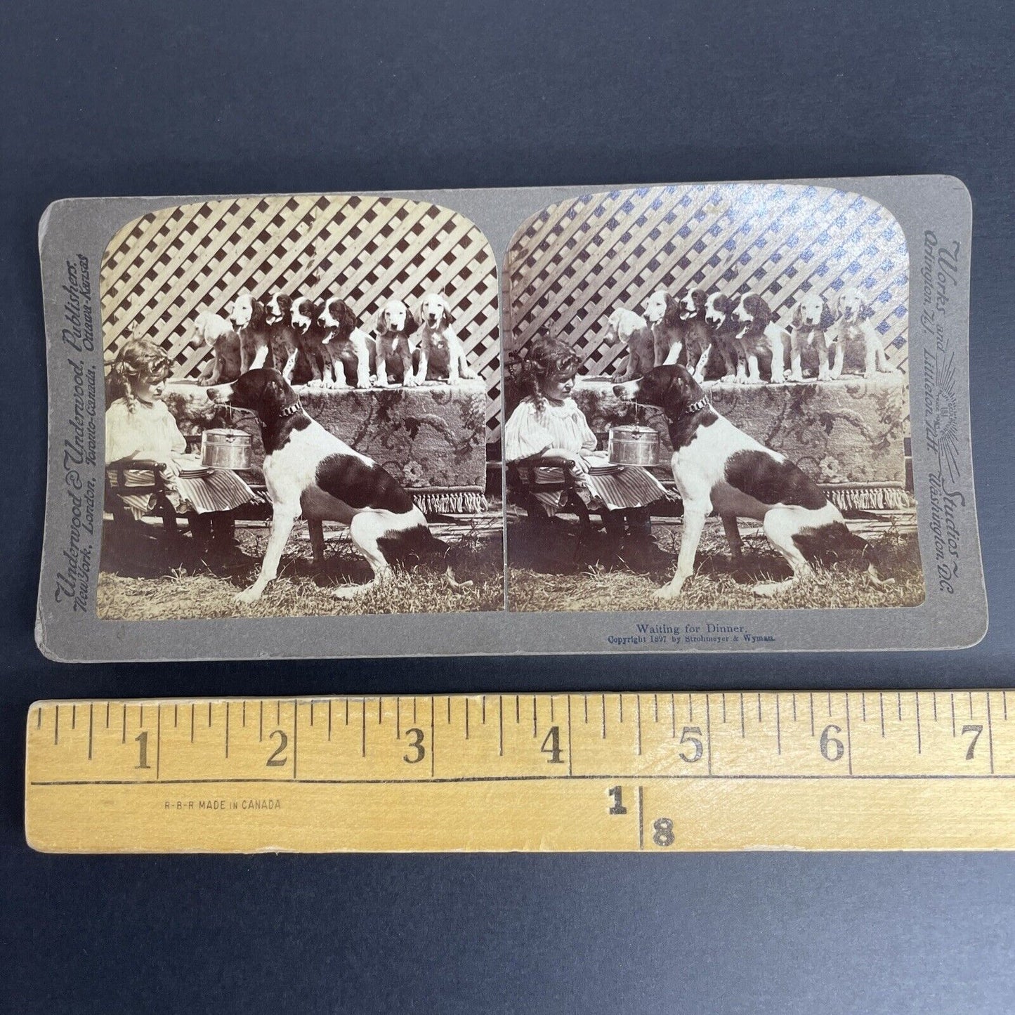 Antique 1897 Hunting Dog Begging For Food Stereoview Photo Card PC792