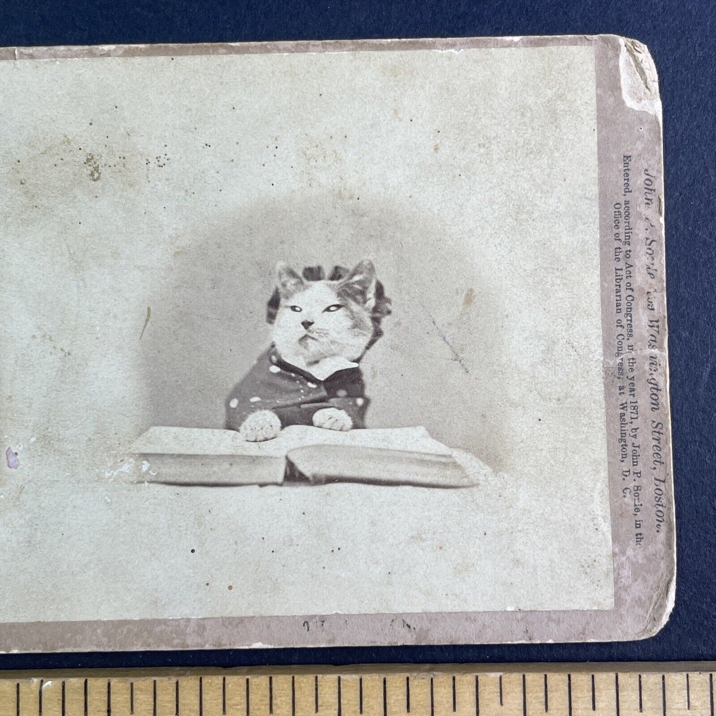 JP Soule's Cat in Pajamas Stereoview John P. Soule Antique c1871 X3866