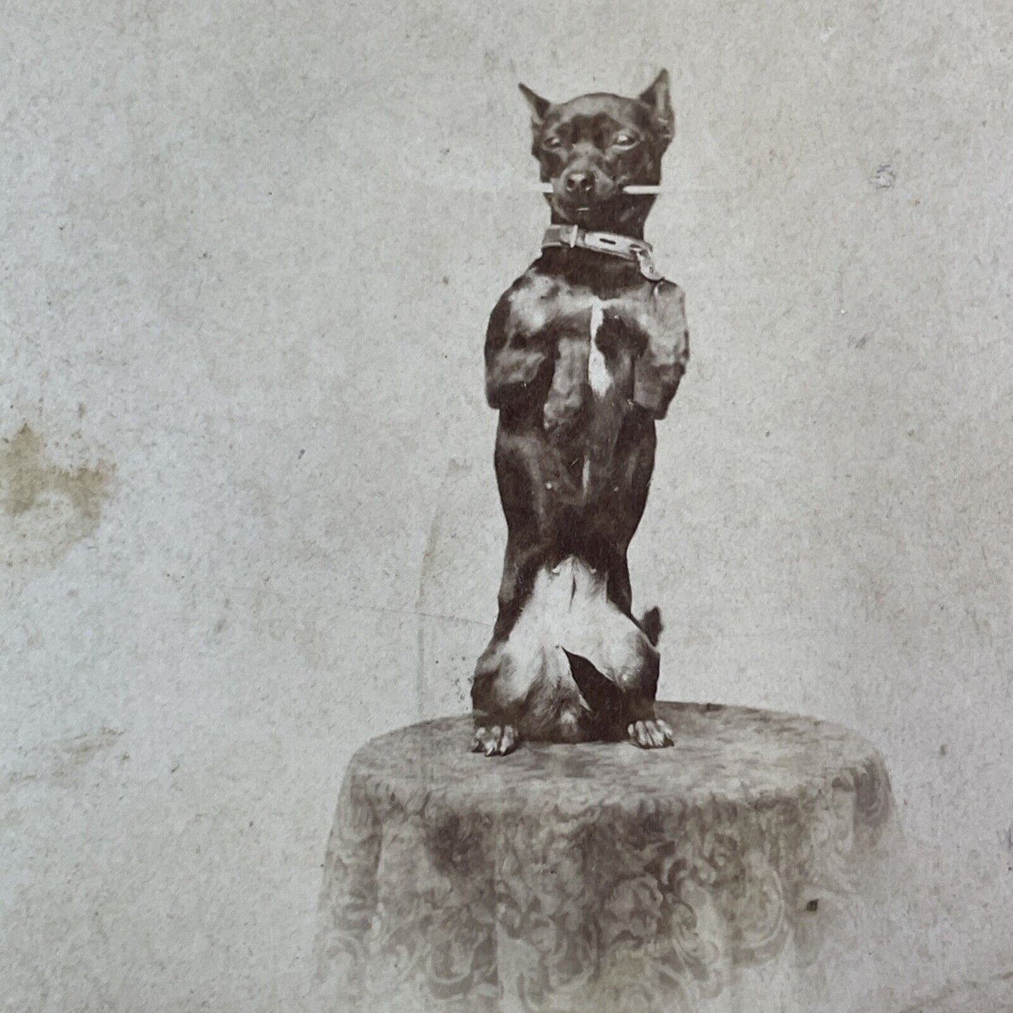 Small Dog Performs Trick Stereoview attributed Jerome Nelson Wilson c1870 Y1337