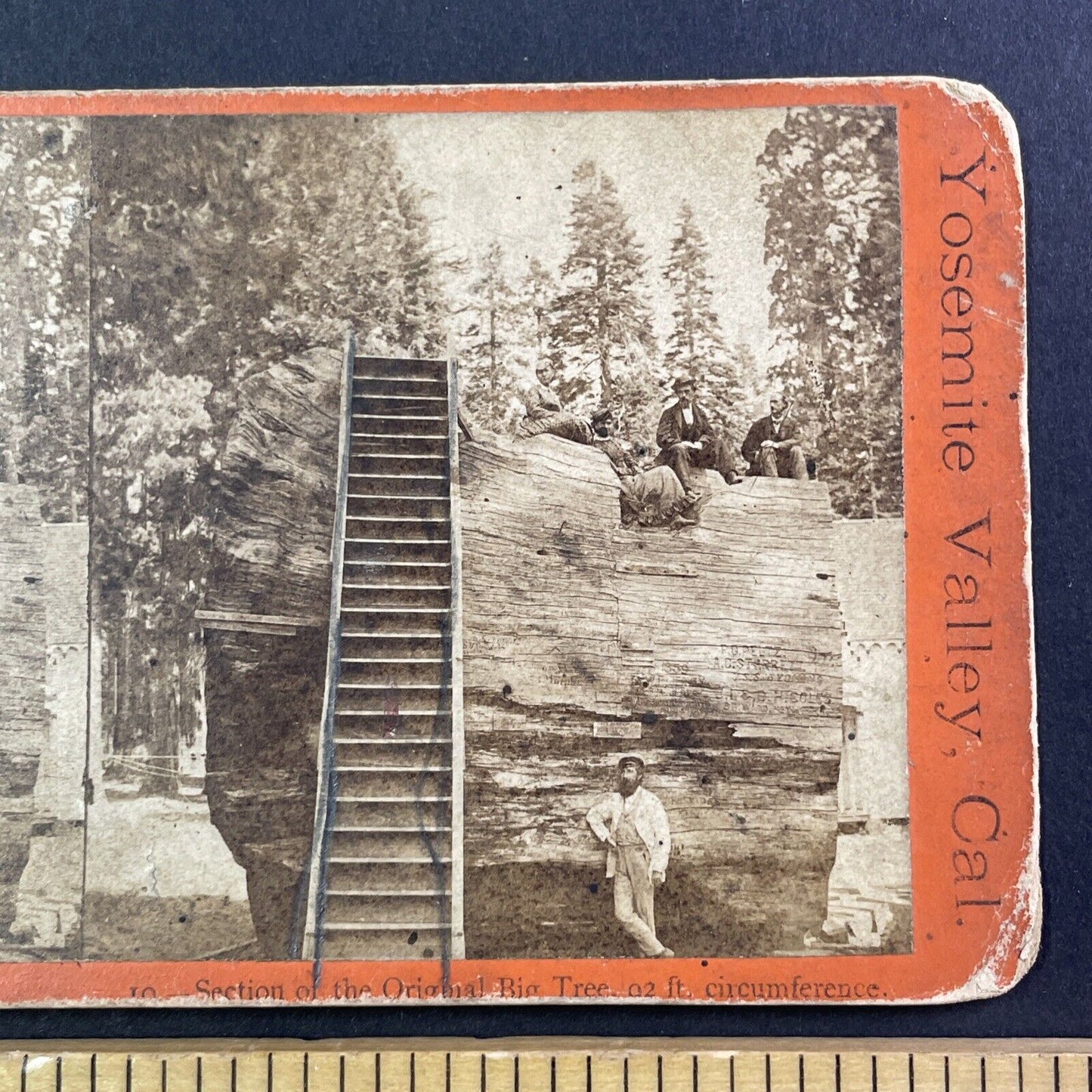 Edward Anthony Self-Portrait At Discovery Tree Arnold CA Stereoview c1870s Y034