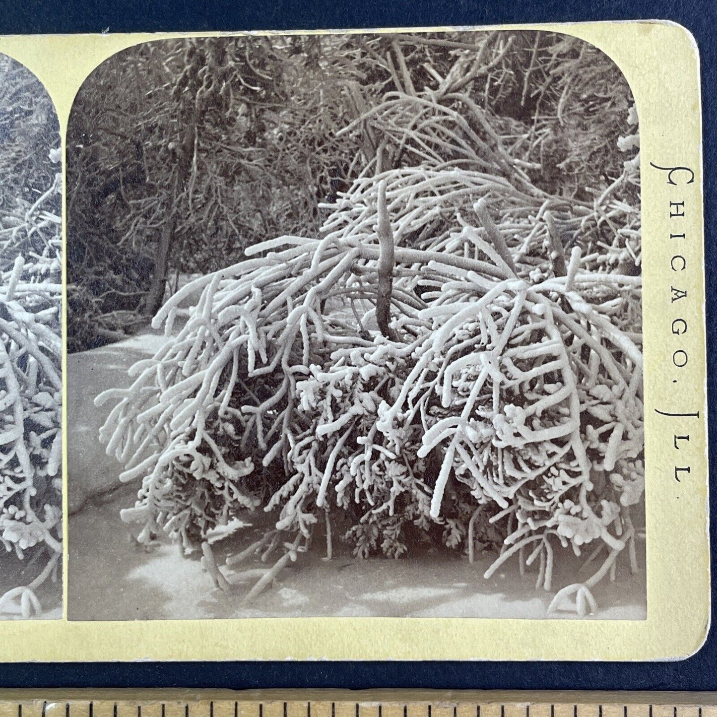 Luna Island Frozen Trees Stereoview Lovejoy & Foster Antique c1870s Y2703