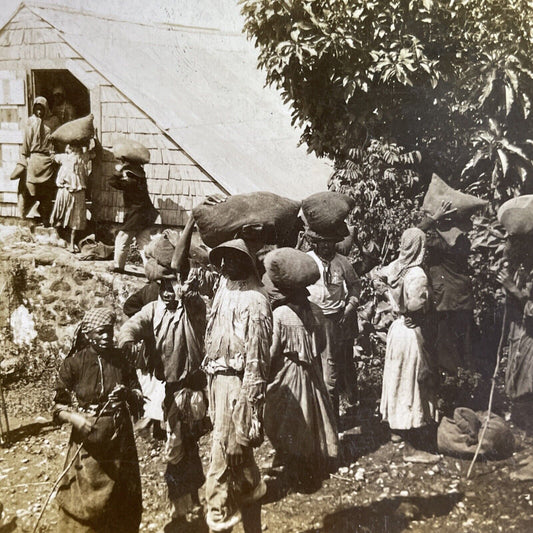 Antique 1904 Coffee Farmers Sell Beans Guadeloupe Stereoview Photo Card P1443