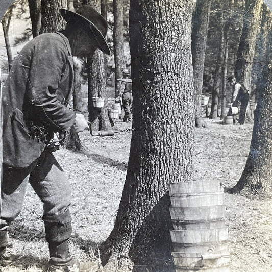 Antique 1904 Maple Syrup Tapping Trees Vermont USA Stereoview Photo Card P1535