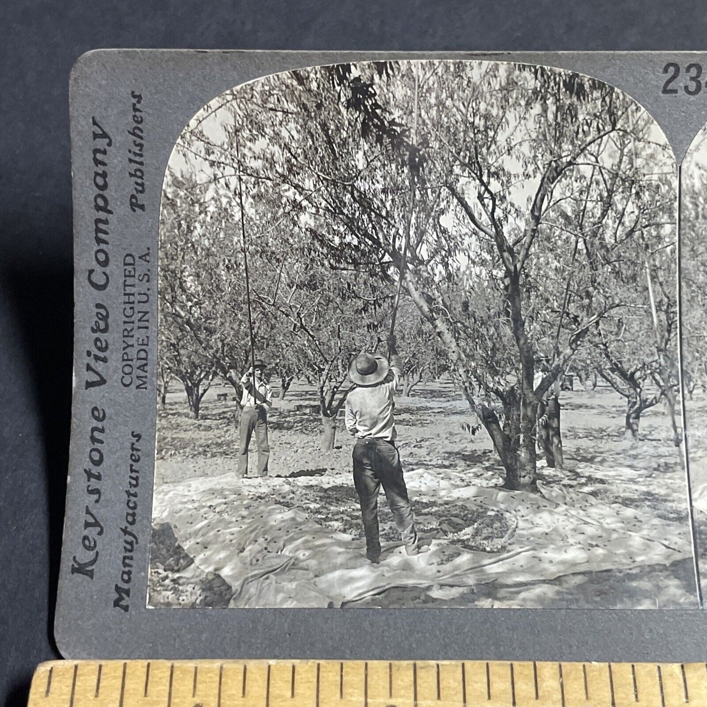 Antique 1910s Almond Farm Near Bridgehead CA Stereoview Photo Card P3660