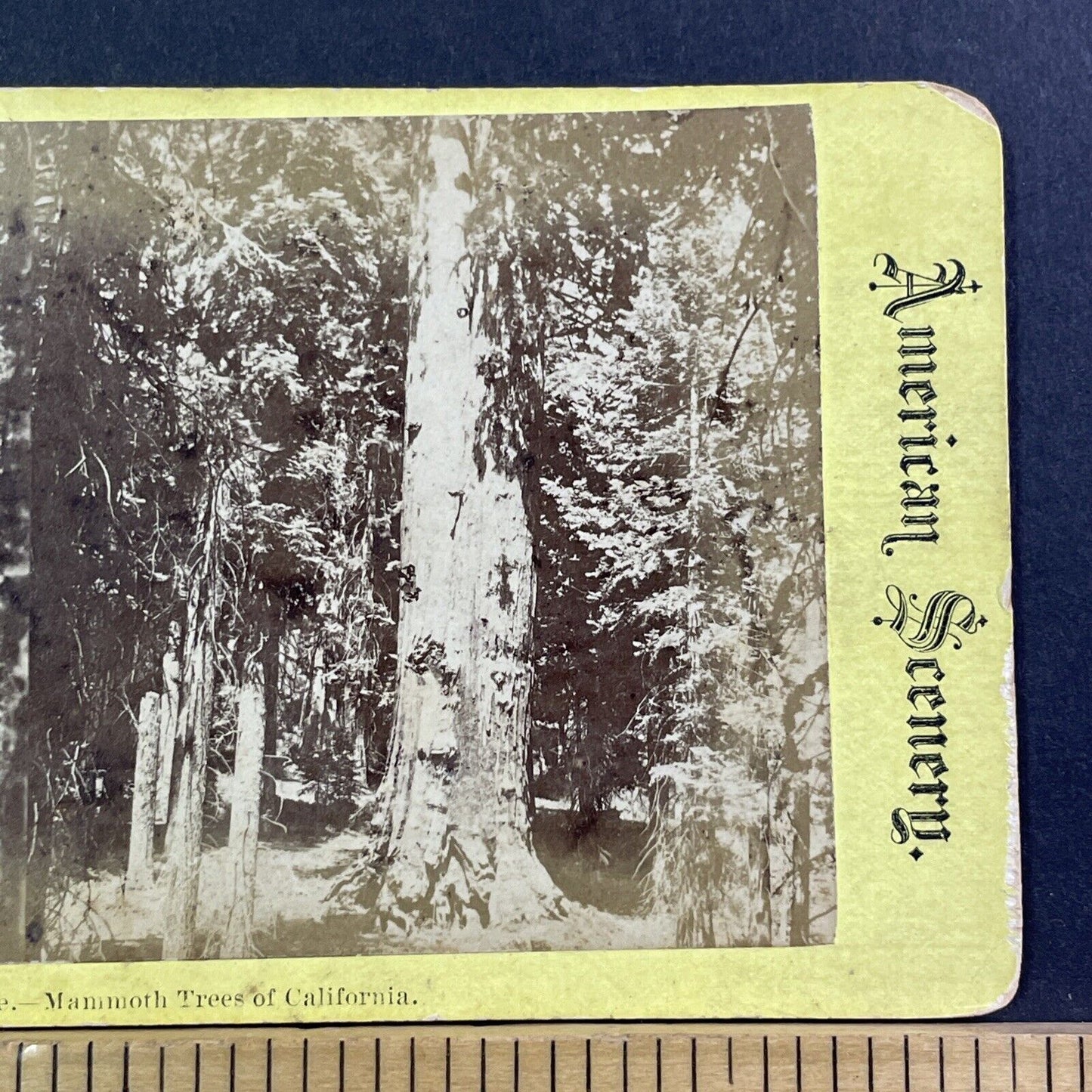 Faithful Couple Sequoia Trees Mariposa Grove Stereoview Antique c1872 X1337