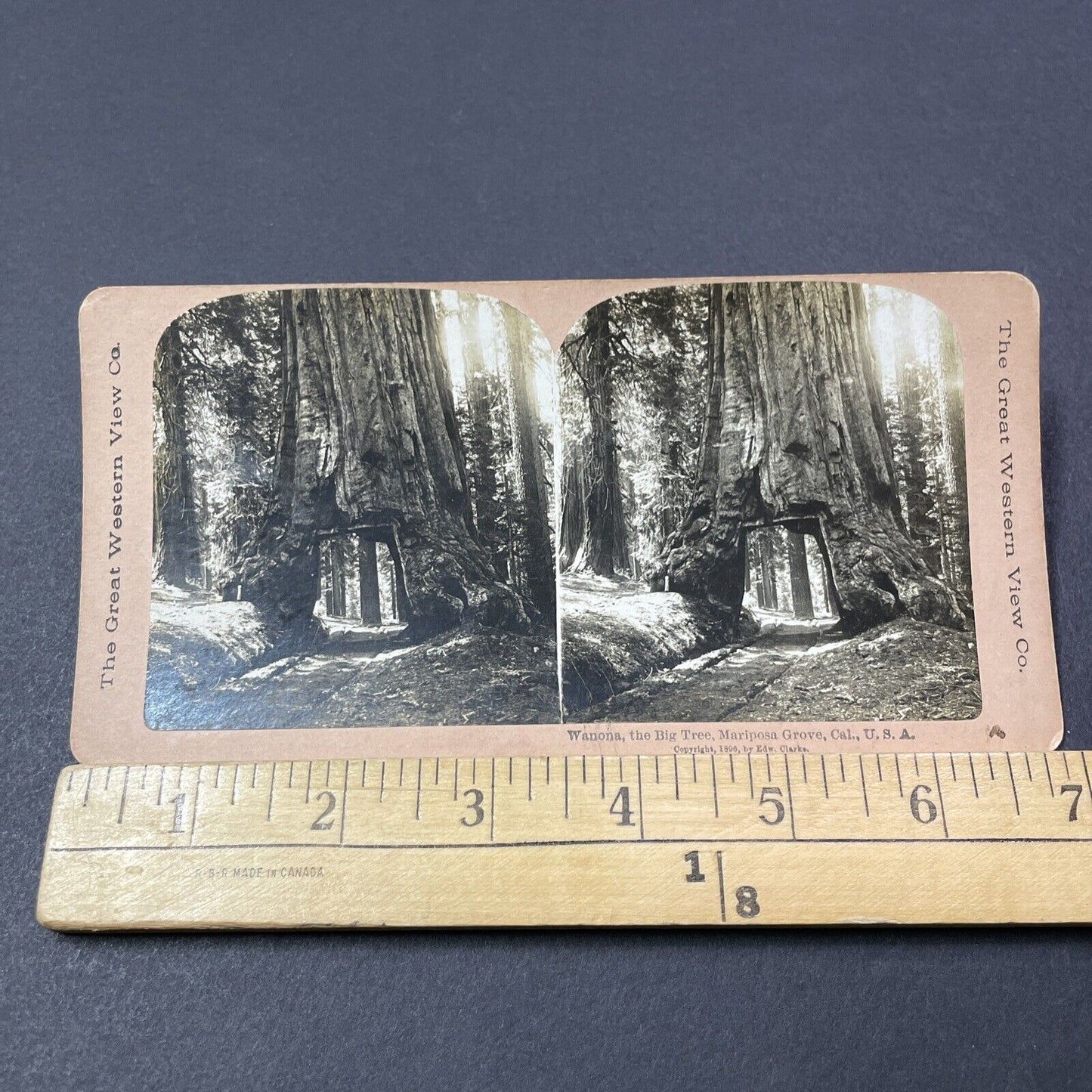 Antique 1896 Wawona Tunnel Tree Giant Sequoia CA Stereoview Photo Card V2120