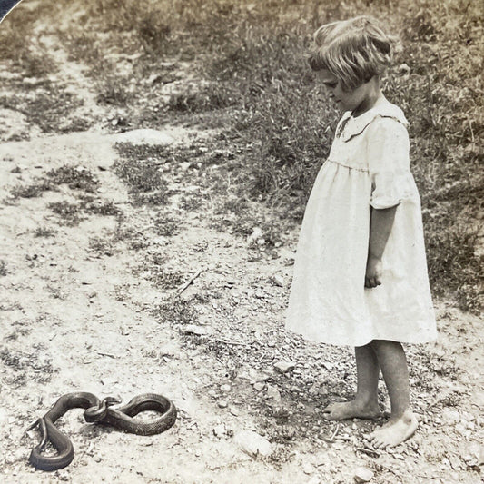 Antique 1909 Rat Snake Prepares To Bite Girl Stereoview Photo Card V3316