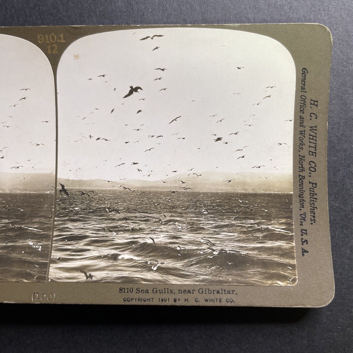 Antique 1901 Sea Gulls Of The Coast Of Gibraltar Stereoview Photo Card P1562