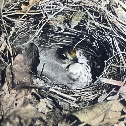 Antique 1908 Oven Bird Hiding In Nest Stereoview Photo Card PC789