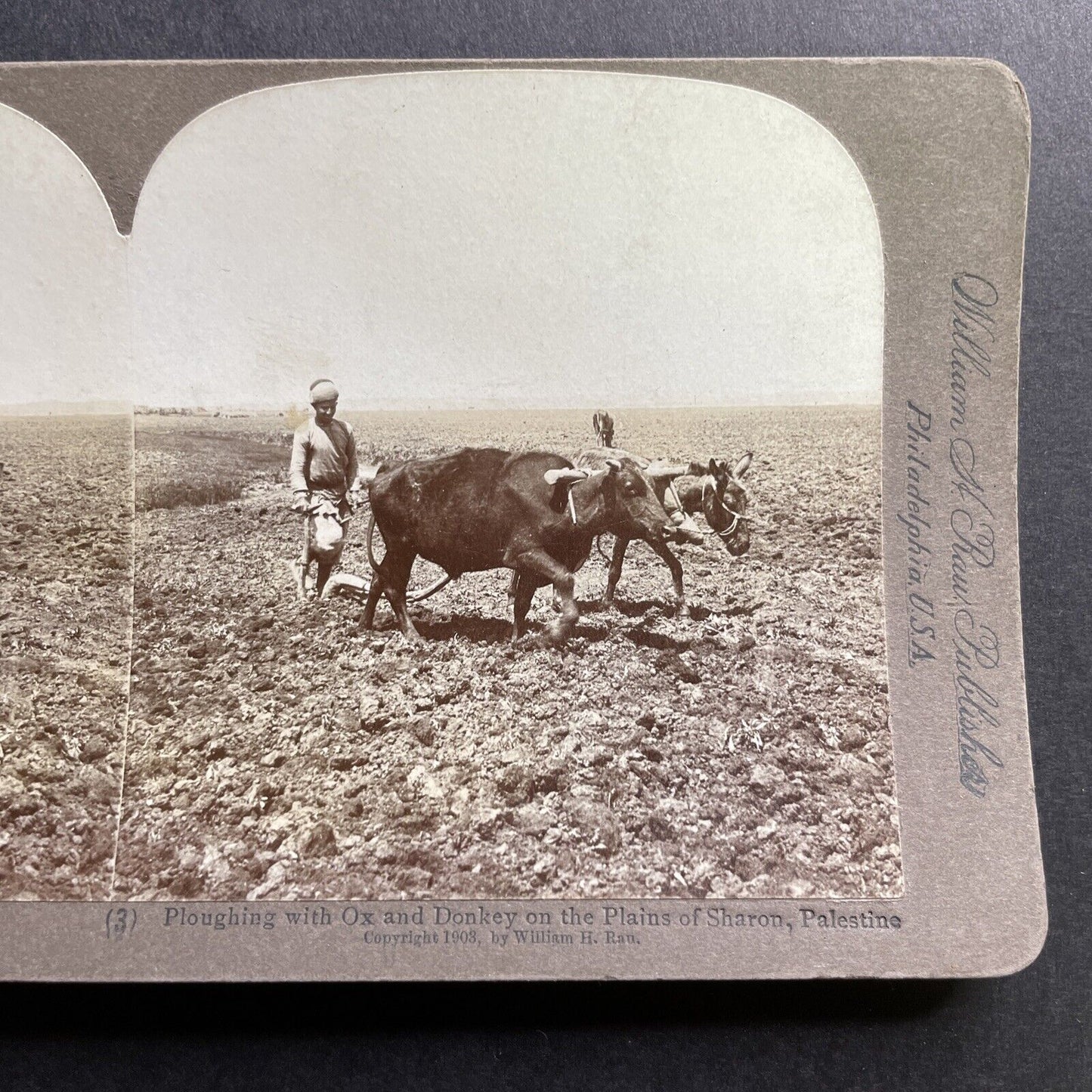 Antique 1908 Ploughing With Ox And Donkey Israel Stereoview Photo Card P1727