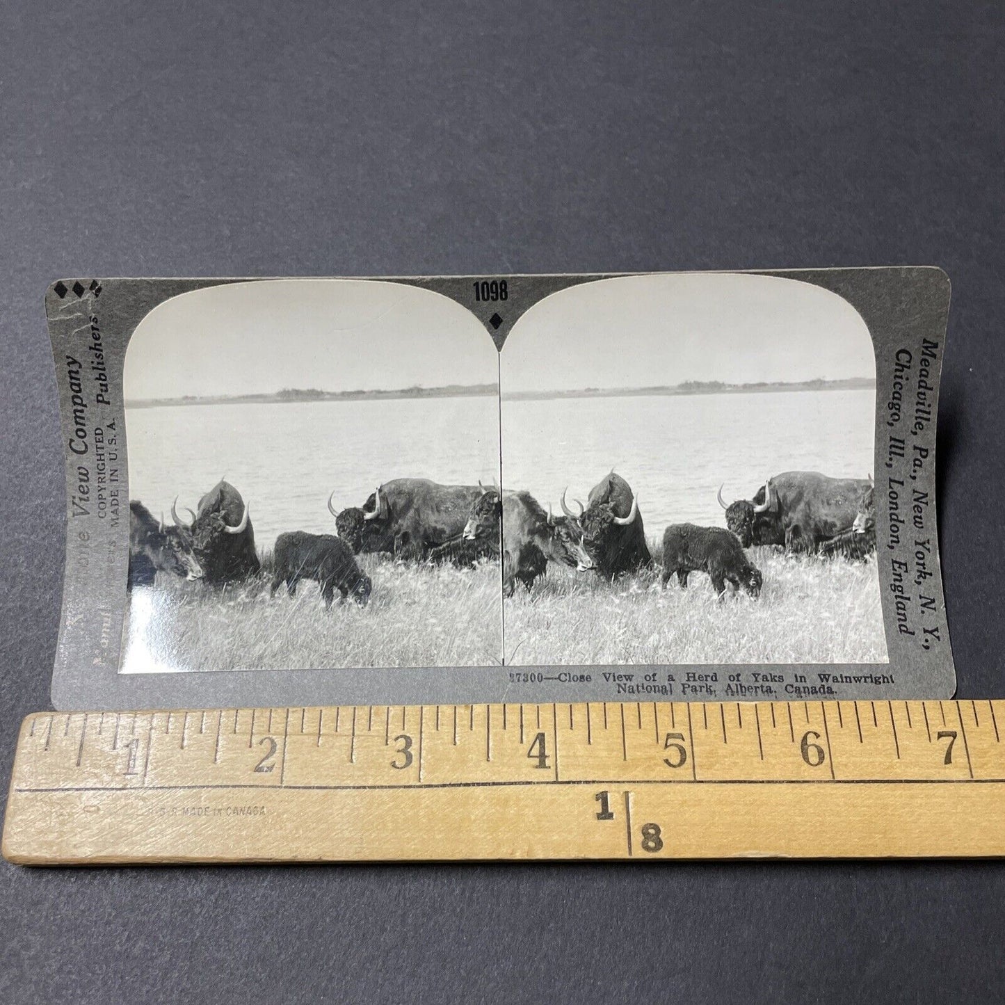 Antique 1920s Yak Herd Of Yaks Wainwright Alberta Stereoview Photo Card V2648