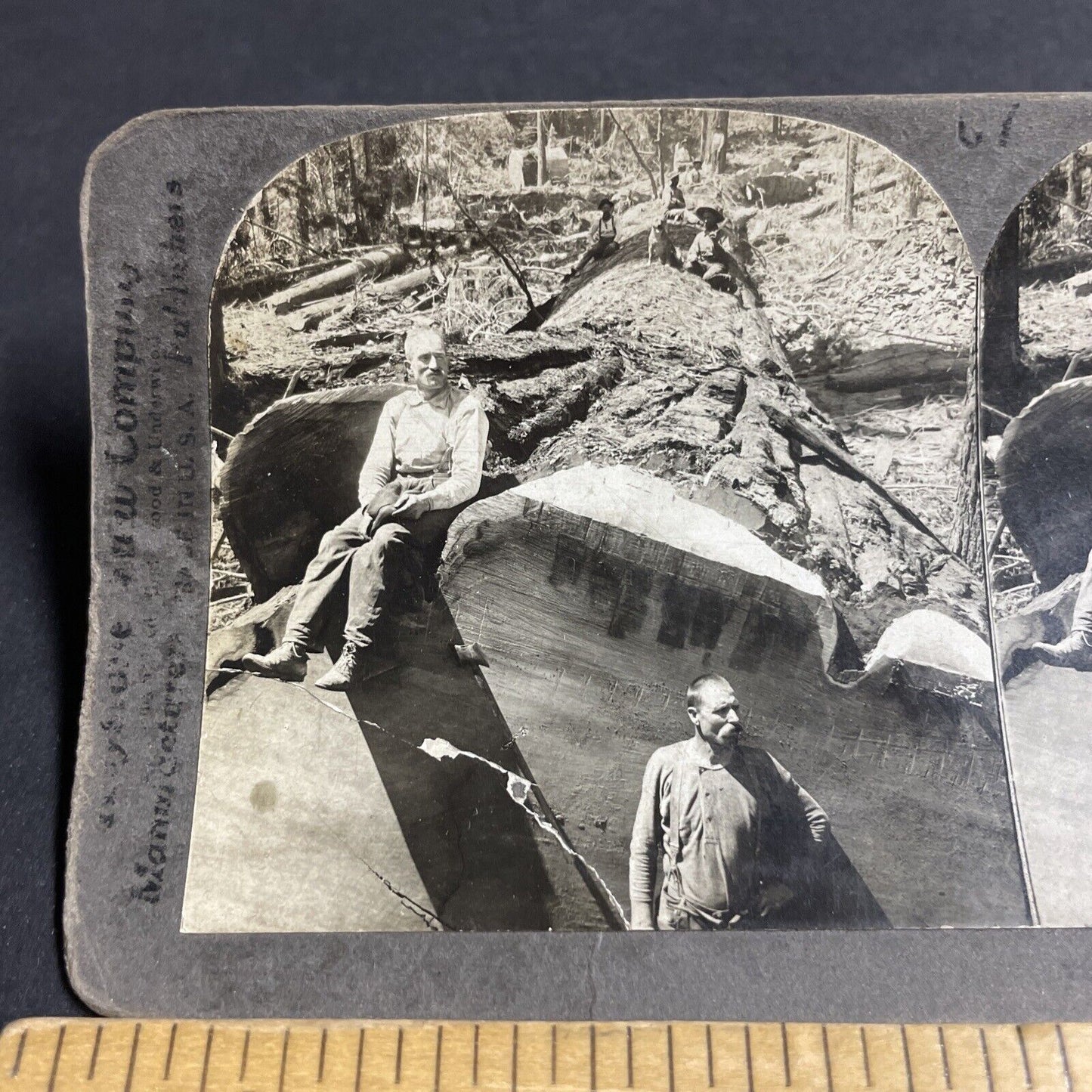 Antique 1910s Loggers Cut Down Massive Sequoia Tree Stereoview Photo Card P4298