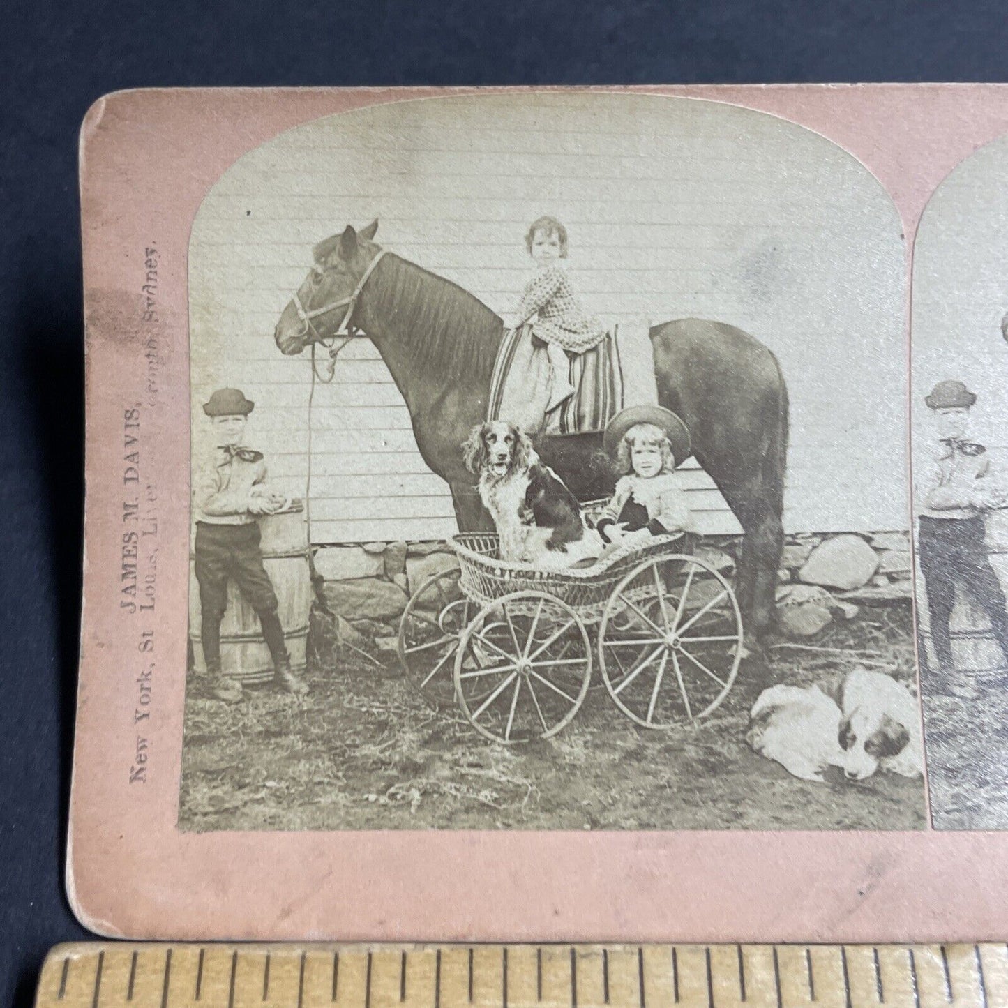 Antique 1887 Children & Dogs With Horse & Buggy Stereoview Photo Card P4712