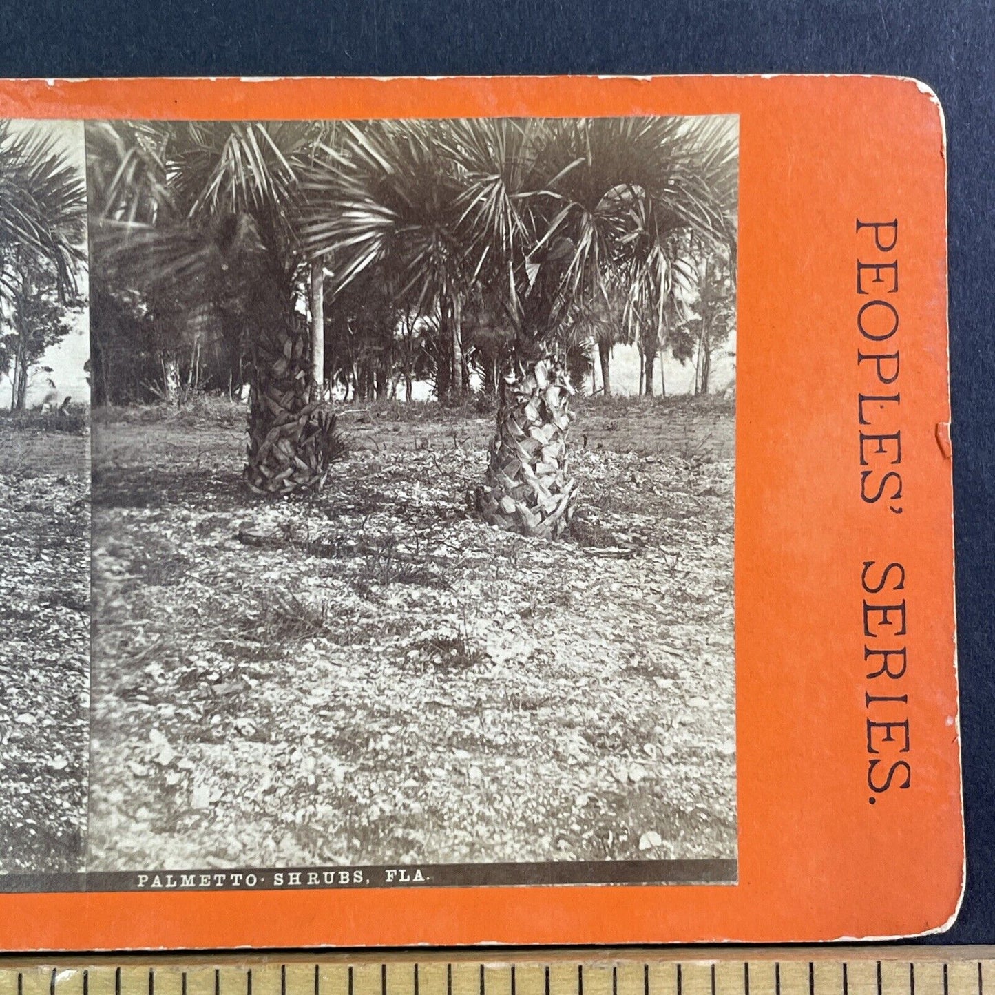 Palm Trees Palmetto Shrubs Stereoview Florida Antique c1870 Y066