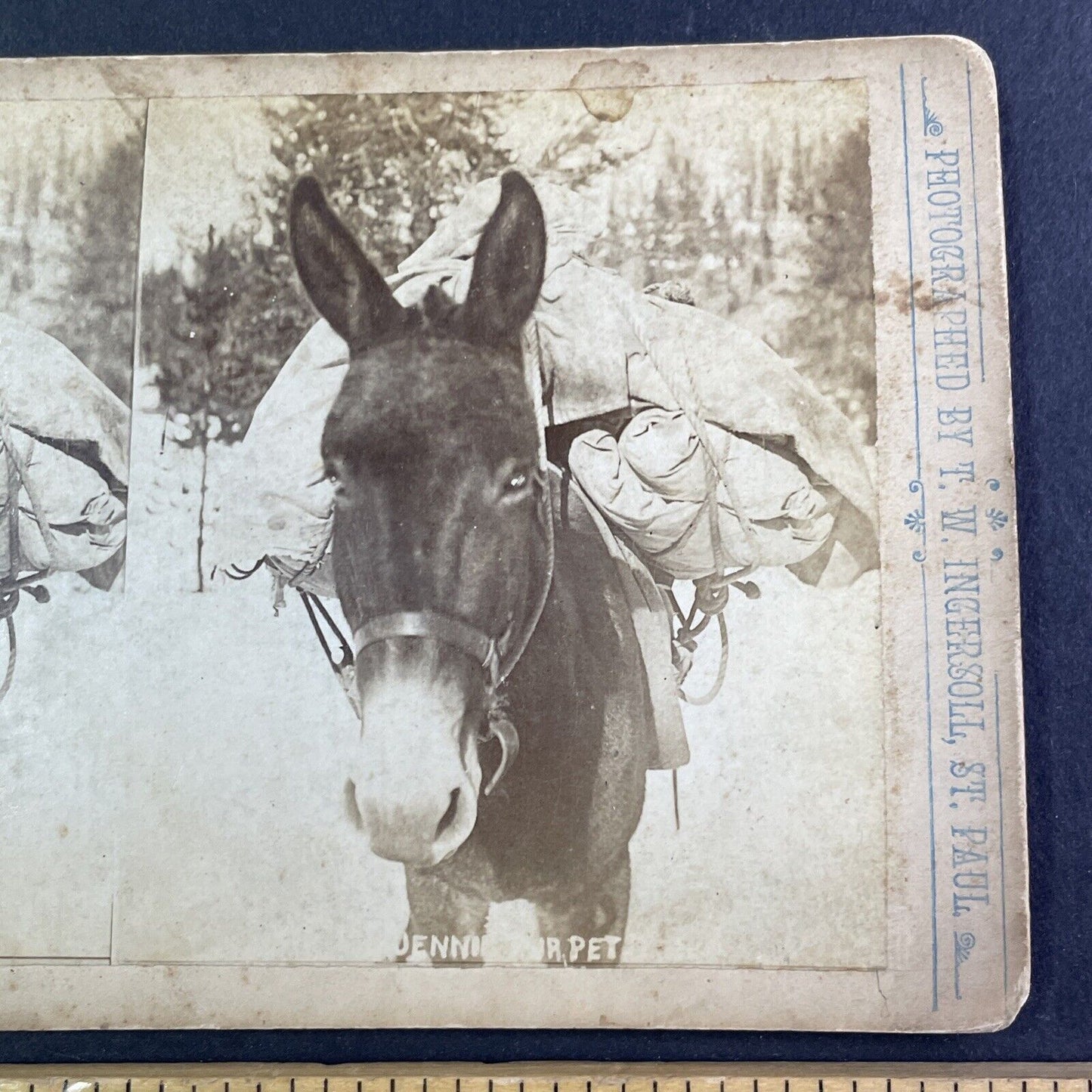 Pack Mule Hauling Supplies Montana Stereoview T.W. Ingersoll Antique c1888 Y1336