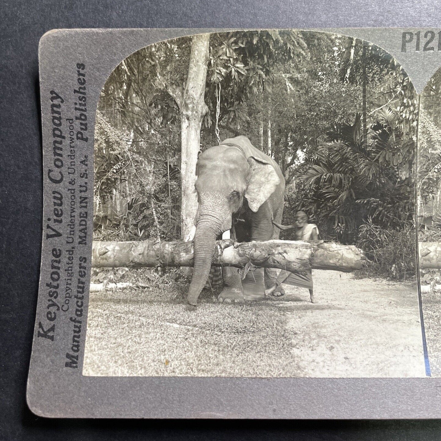 Antique 1918 Elephant Carries A Tree In Sri Lanka Stereoview Photo Card P1362