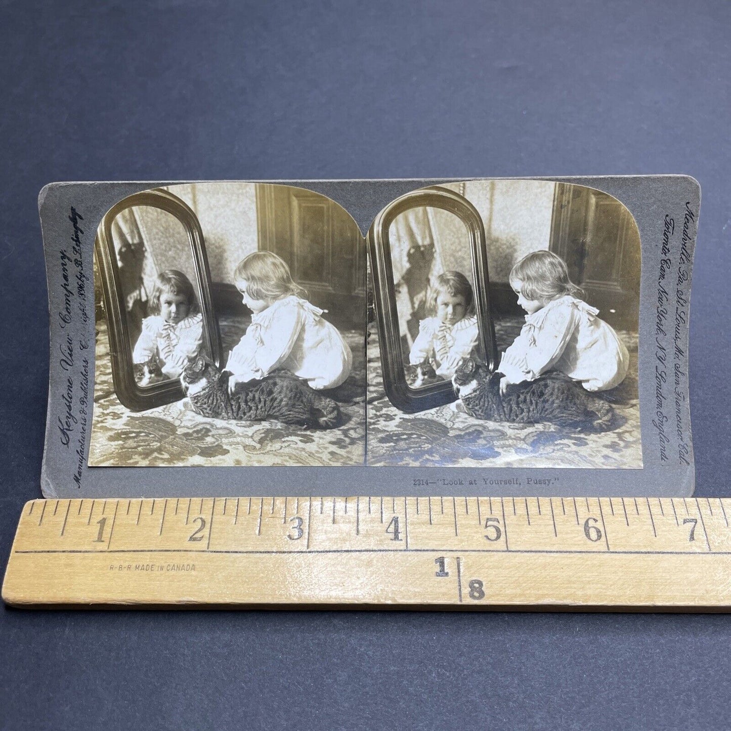 Antique 1896 A Toddler Girl With Her Cat In Mirror Stereoview Photo Card P1983