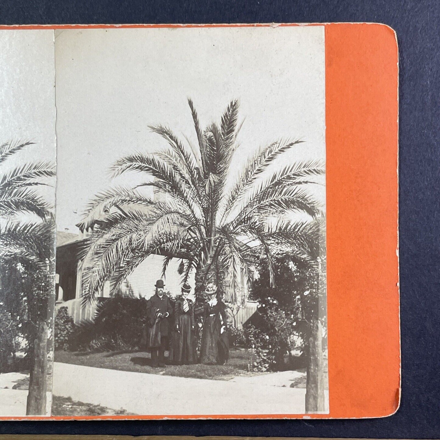 Standing Under A Palm Tree Stereoview Los Angeles California Antique c1885 X3621