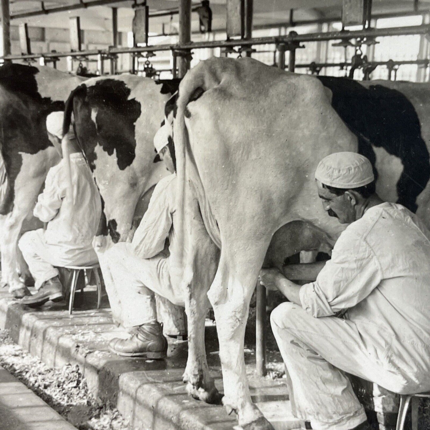 Antique 1910s Men Milking Cows In New Jersey Stereoview Photo Card P3674