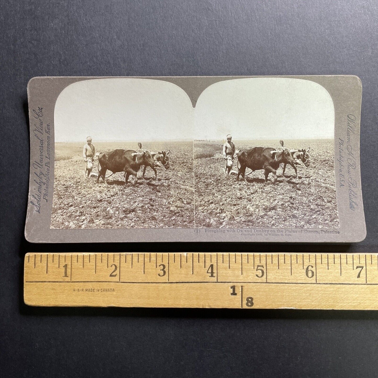 Antique 1908 Ploughing With Ox And Donkey Israel Stereoview Photo Card P1727