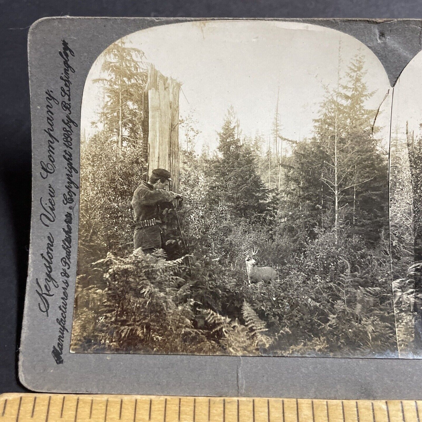 Antique 1898 Hunter Shoots A Buck Deer In Oregon Stereoview Photo Card P5090