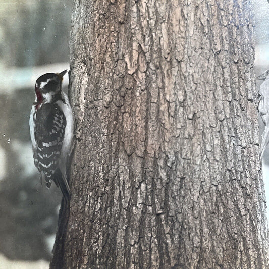 Antique 1908 Downy Woodpecker Eating Bugs In A Tree Stereoview Photo Card PC786