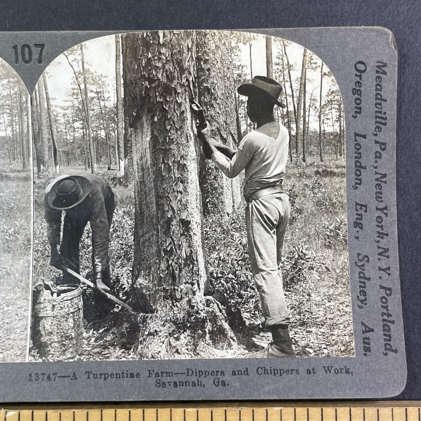 Men Stripping Trees For Turpentine Stereoview Savannah GA Antique c1909 X4111