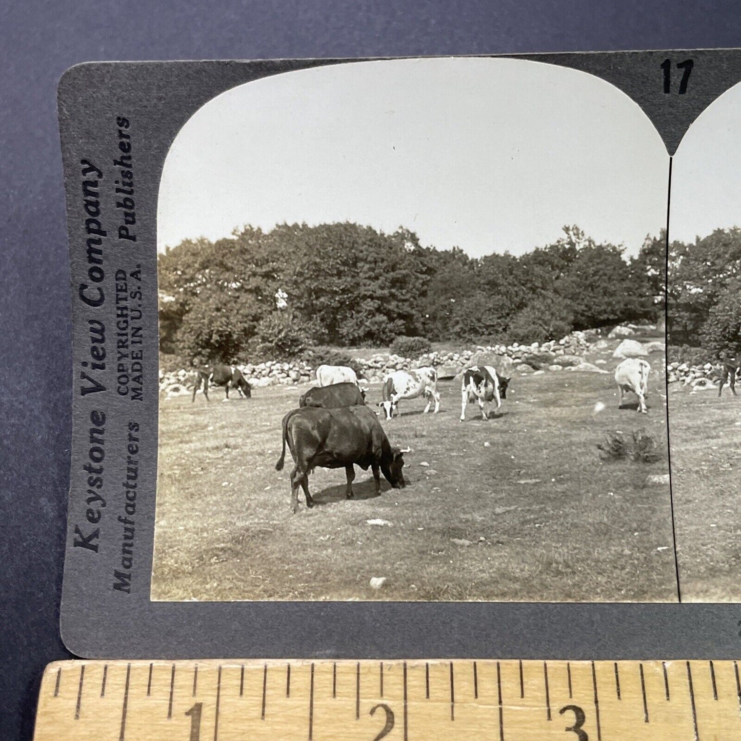 Antique 1910s Gloucester Massachusetts Cattle Farm Stereoview Photo Card P3101