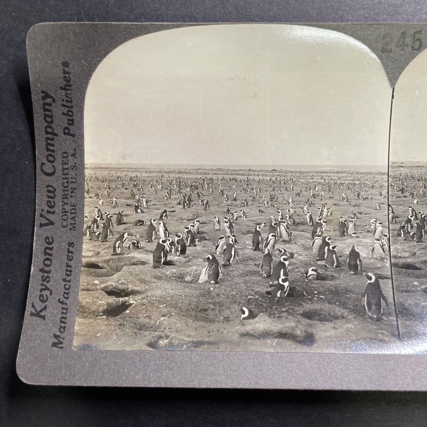 Antique 1918 Dassen Island Penguins South Africa Stereoview Photo Card P1361