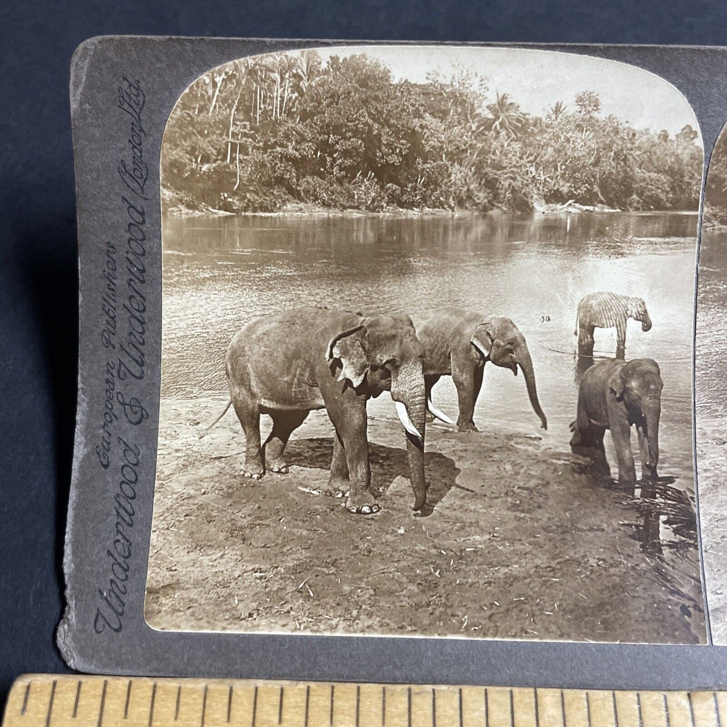 Antique 1903 Elephants Play In The River Sri Lanka Stereoview Photo Card P4588