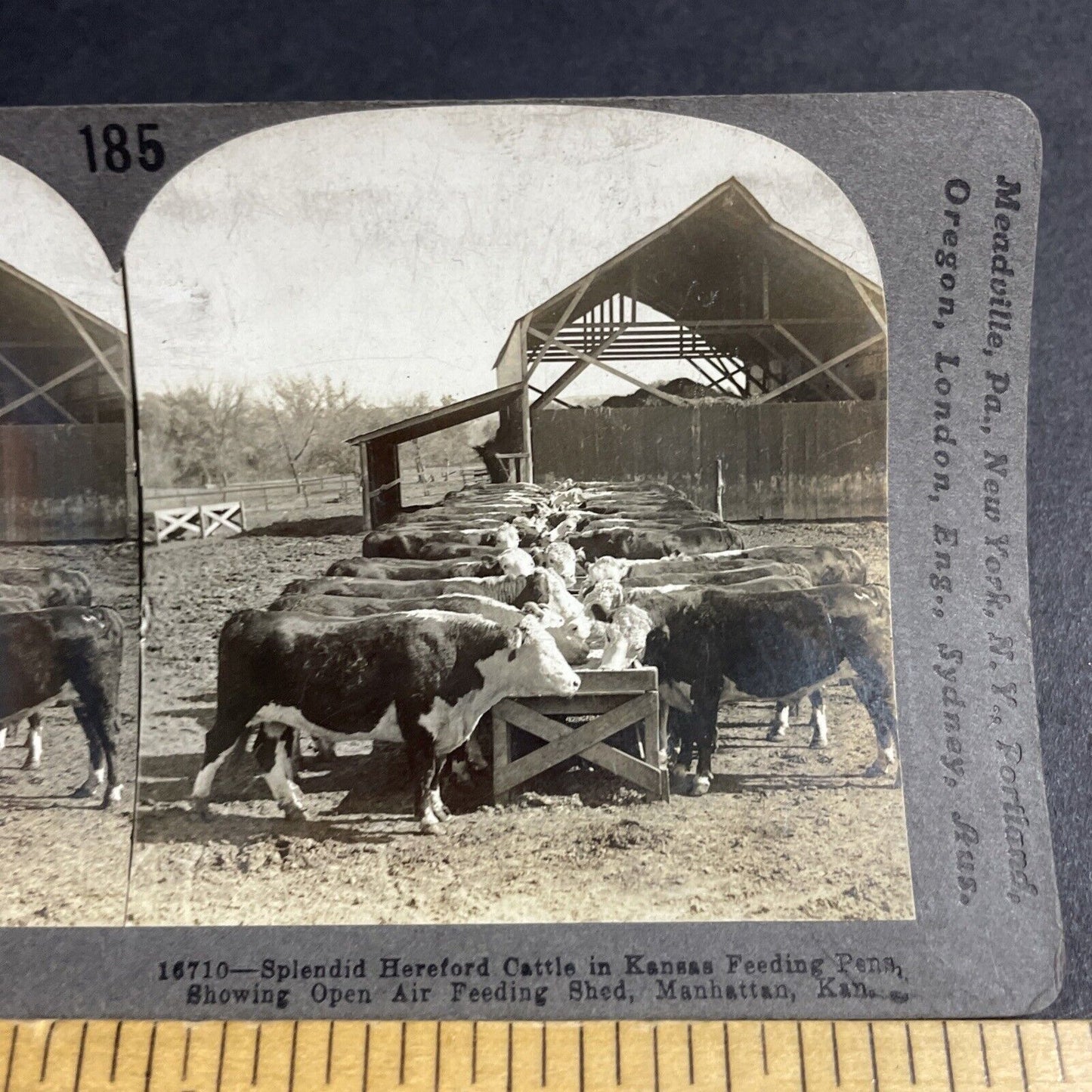 Antique 1910s Hereford Cows Cattle Manhattan Kansas Stereoview Photo Card P3658