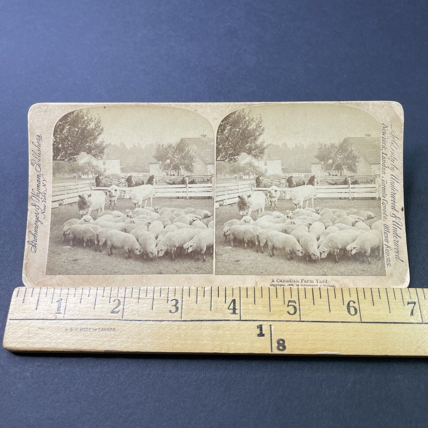 Antique 1894 Sheep Farm London Ontario Canada Stereoview Photo Card P3100