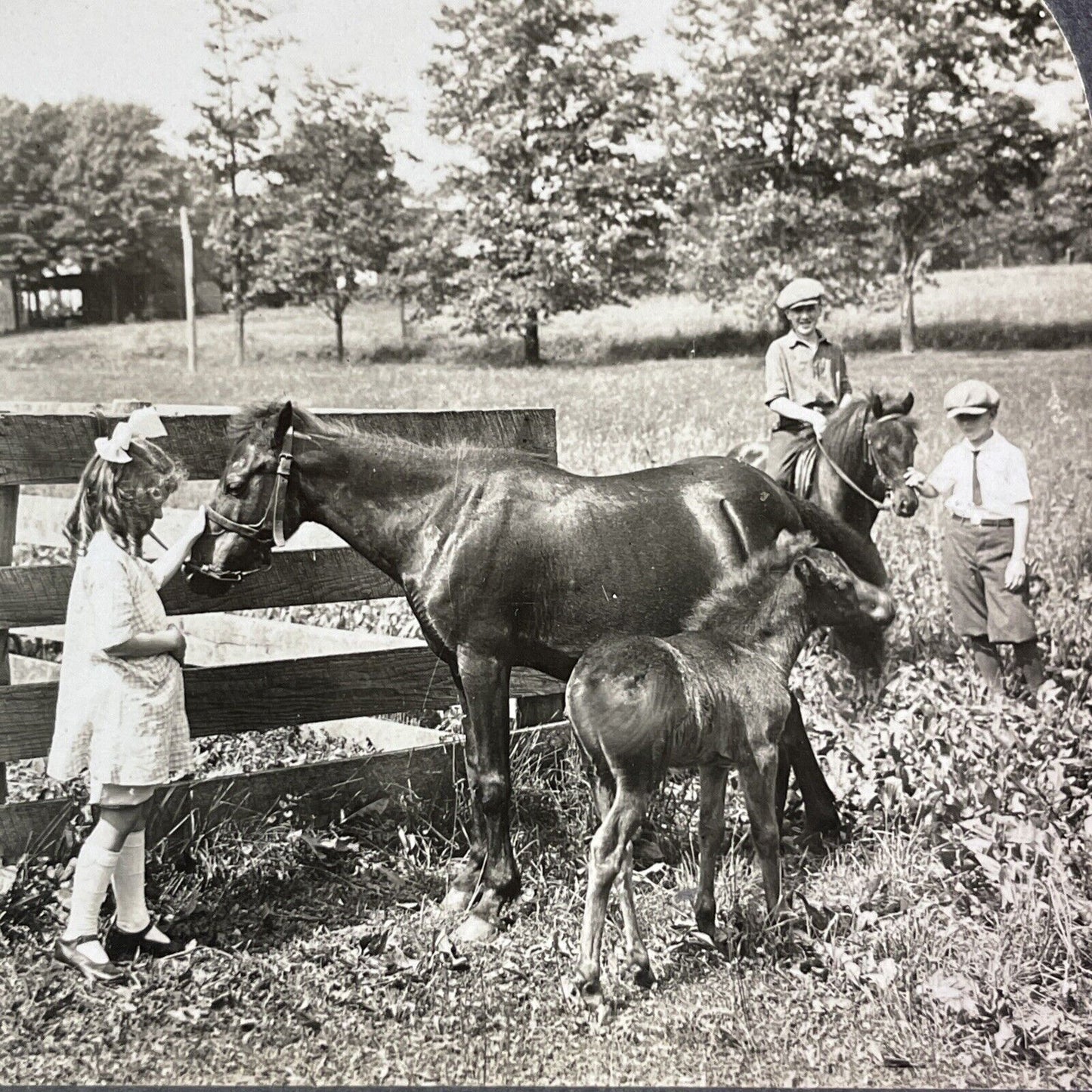 Shetland Pony with a Foal Horse Stereoview Scarce Late View Antique c1935 Y1355