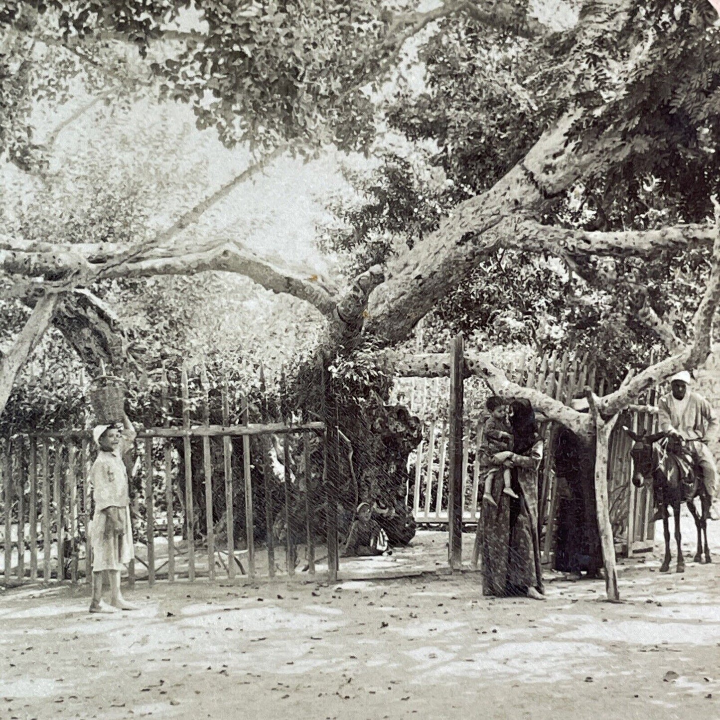 The Sycamore Tree Where Jesus Slept Stereoview Cairo Antique c1898 X2470