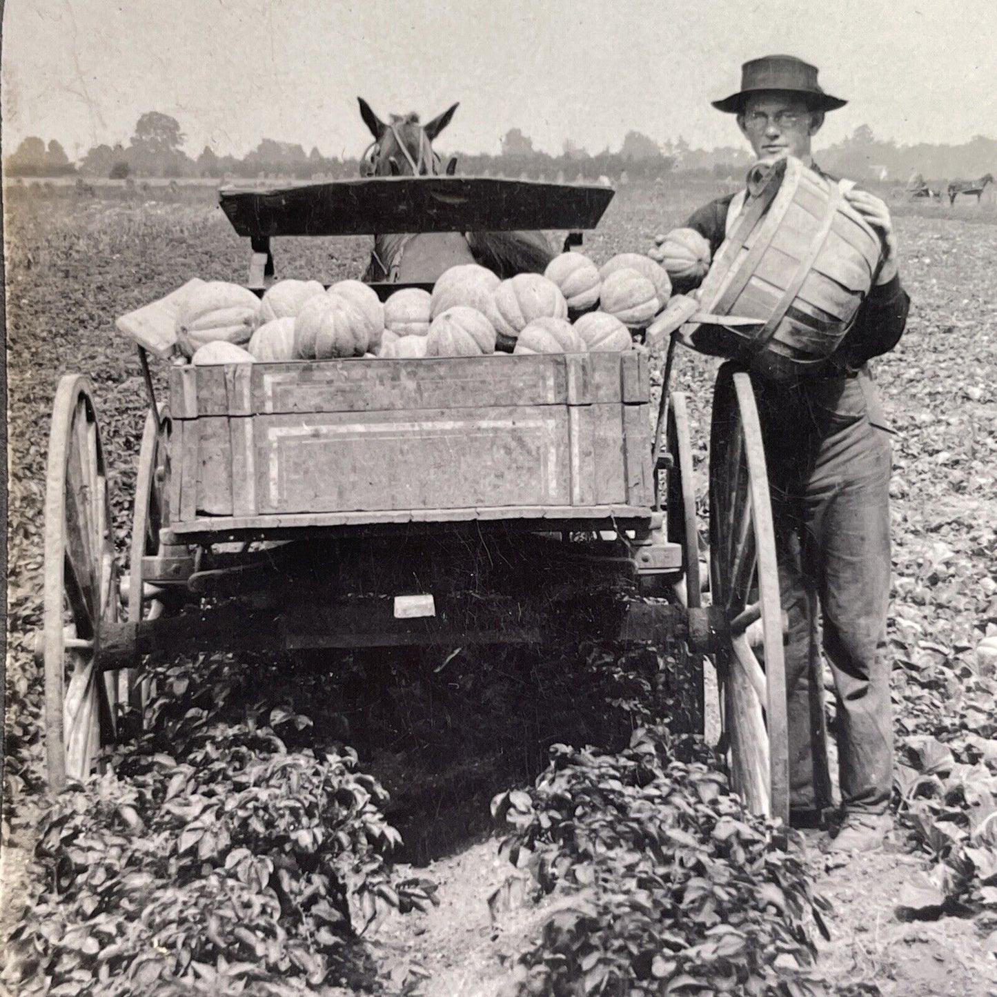 Antique 1911 Cantaloupe Farm In Buffalo New York Stereoview Photo Card P1627