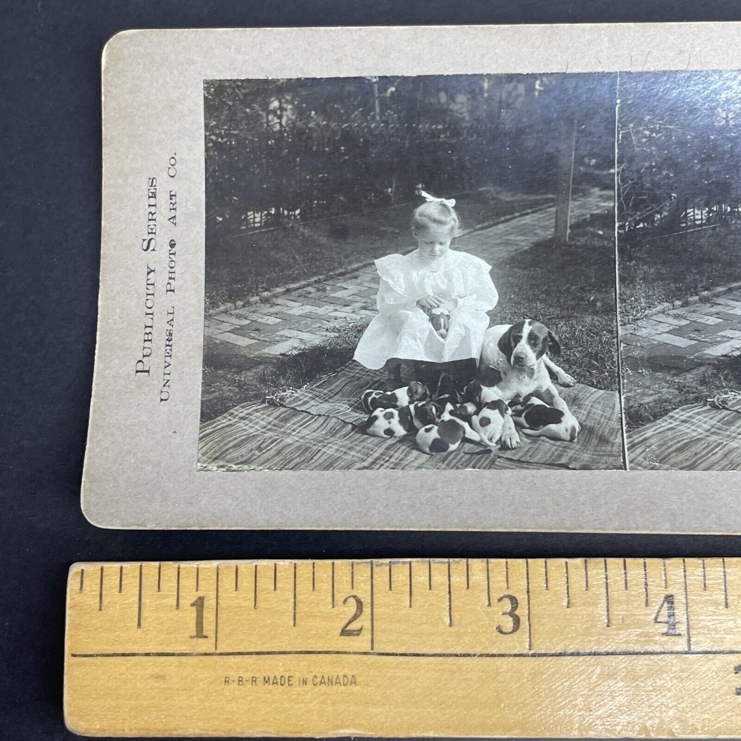 Antique 1900 Helen With Cocker Spaniel Puppies Stereoview Photo Card PC771