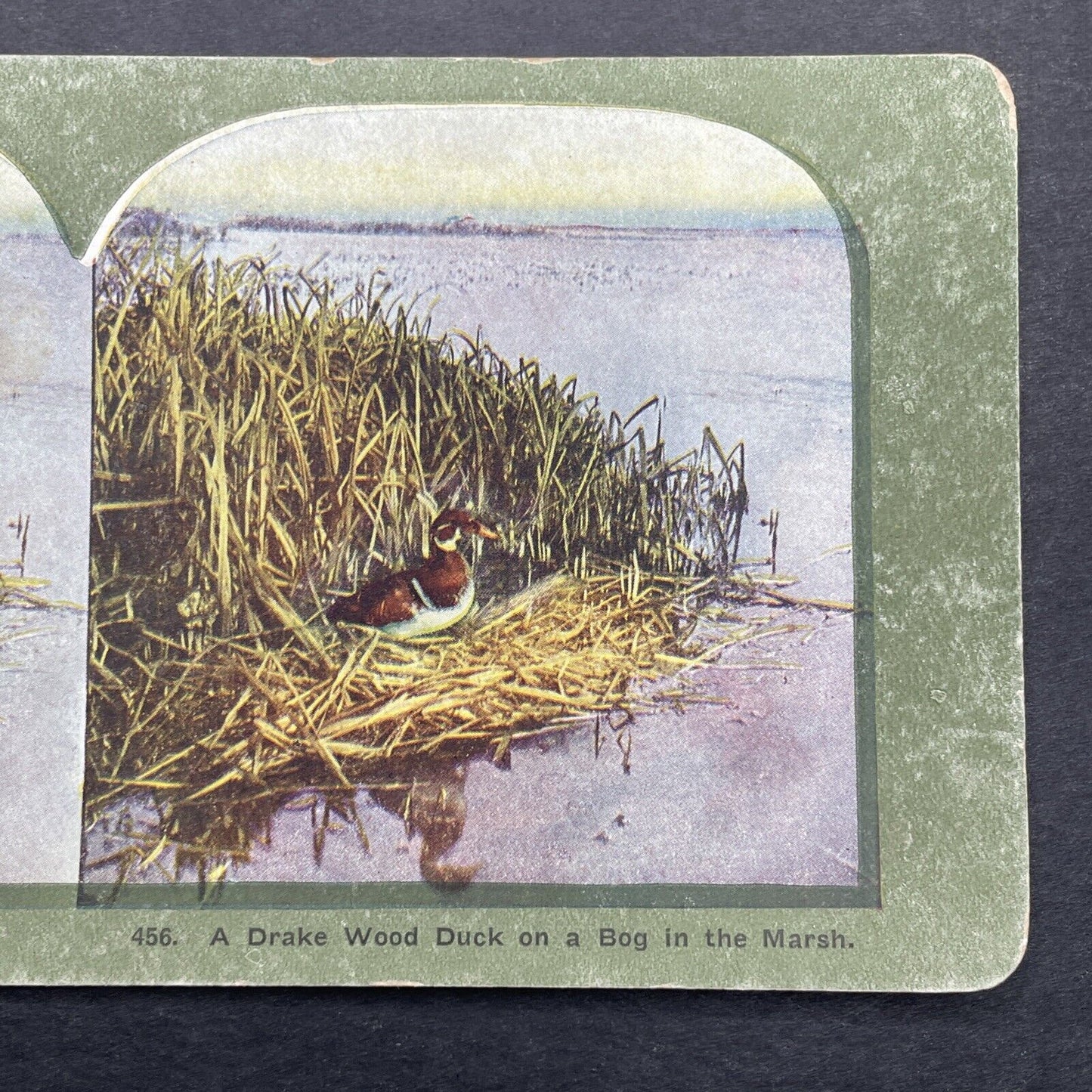 Antique 1899 A Wood Duck On A Nest Stereoview Photo Card P580-074