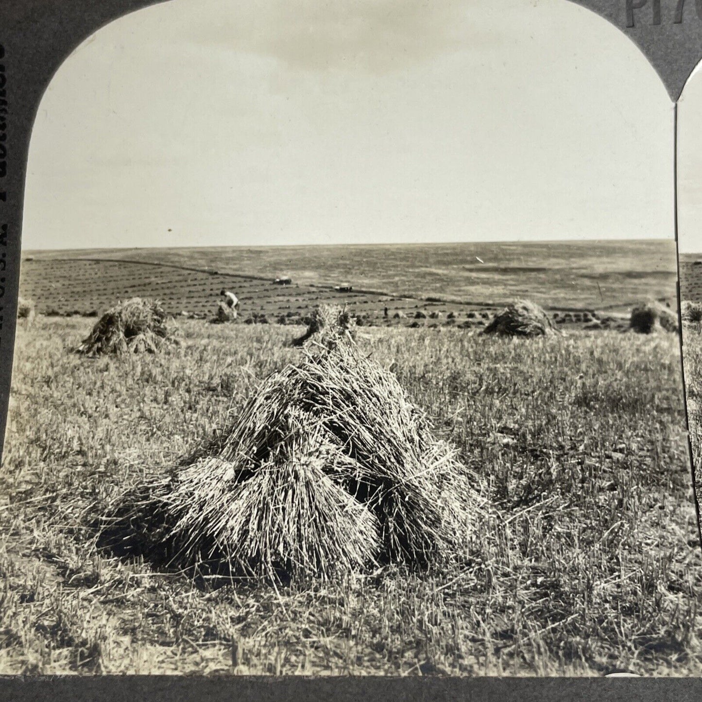 Antique 1912 Wheat Farming Regina Saskatchewan Canada Stereoview Photo PC620