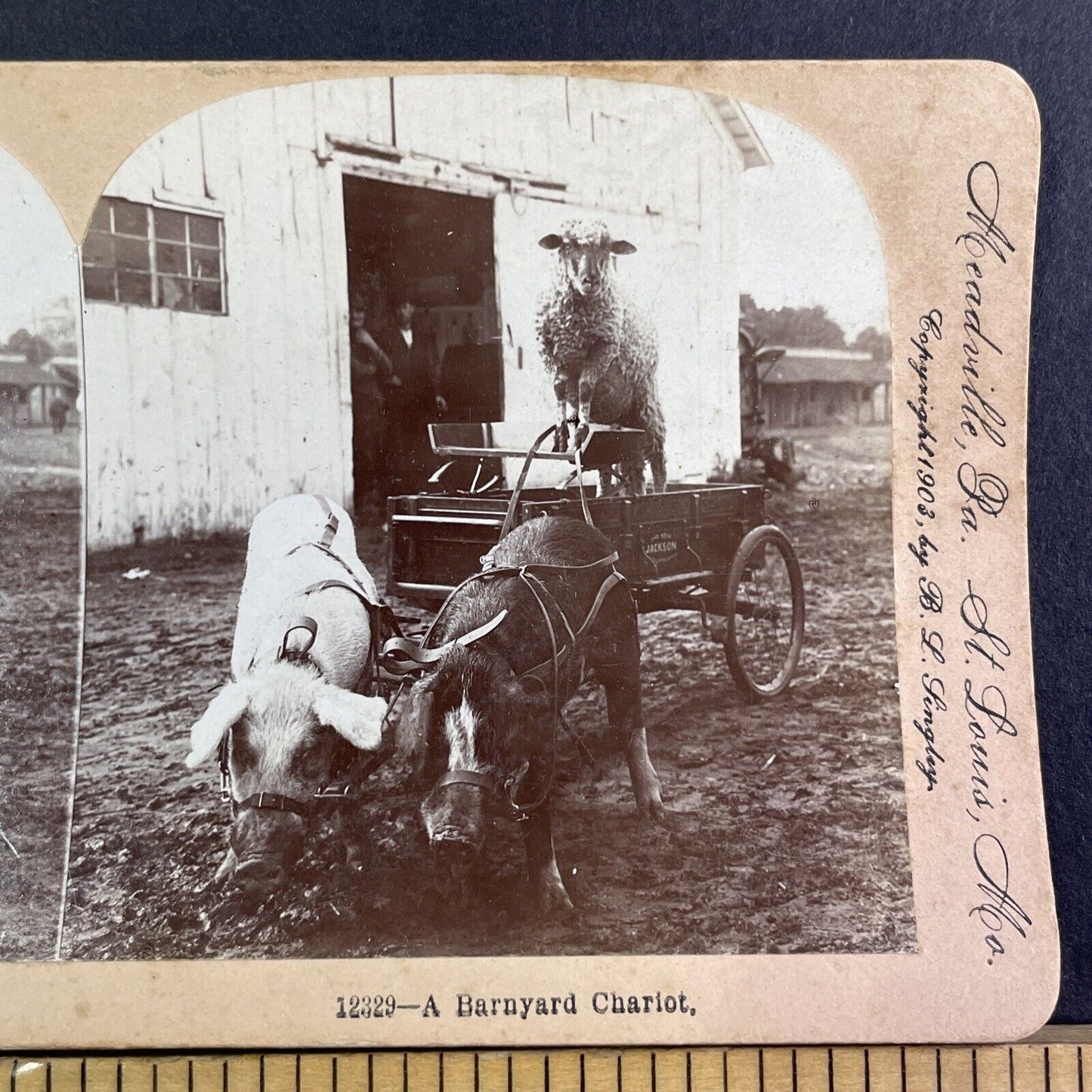 A Pig Driven Cart Carriage on a Farm Stereoview B.L. Singley Antique c1903 Y1249