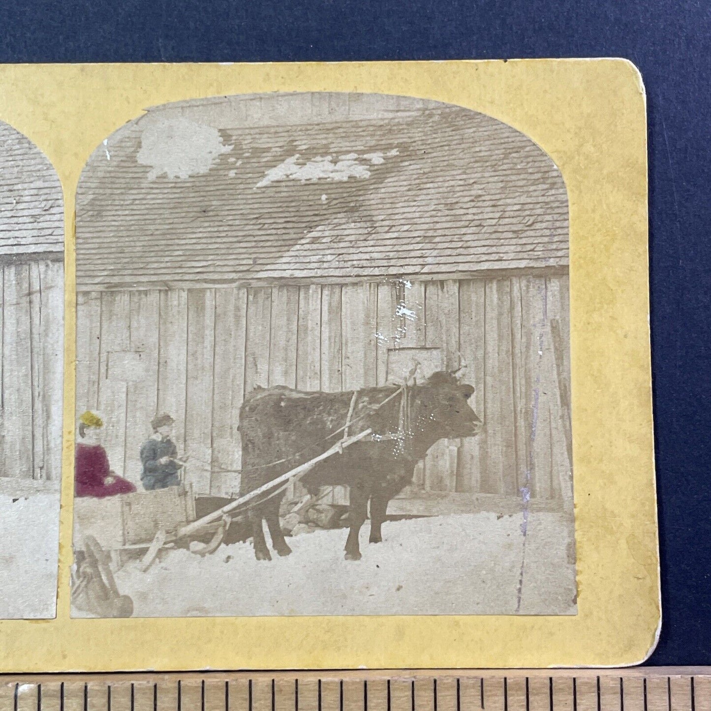 Christmas Sleigh Ride By A Bull Cow Stereoview Cattle Rides Antique c1870 X2408