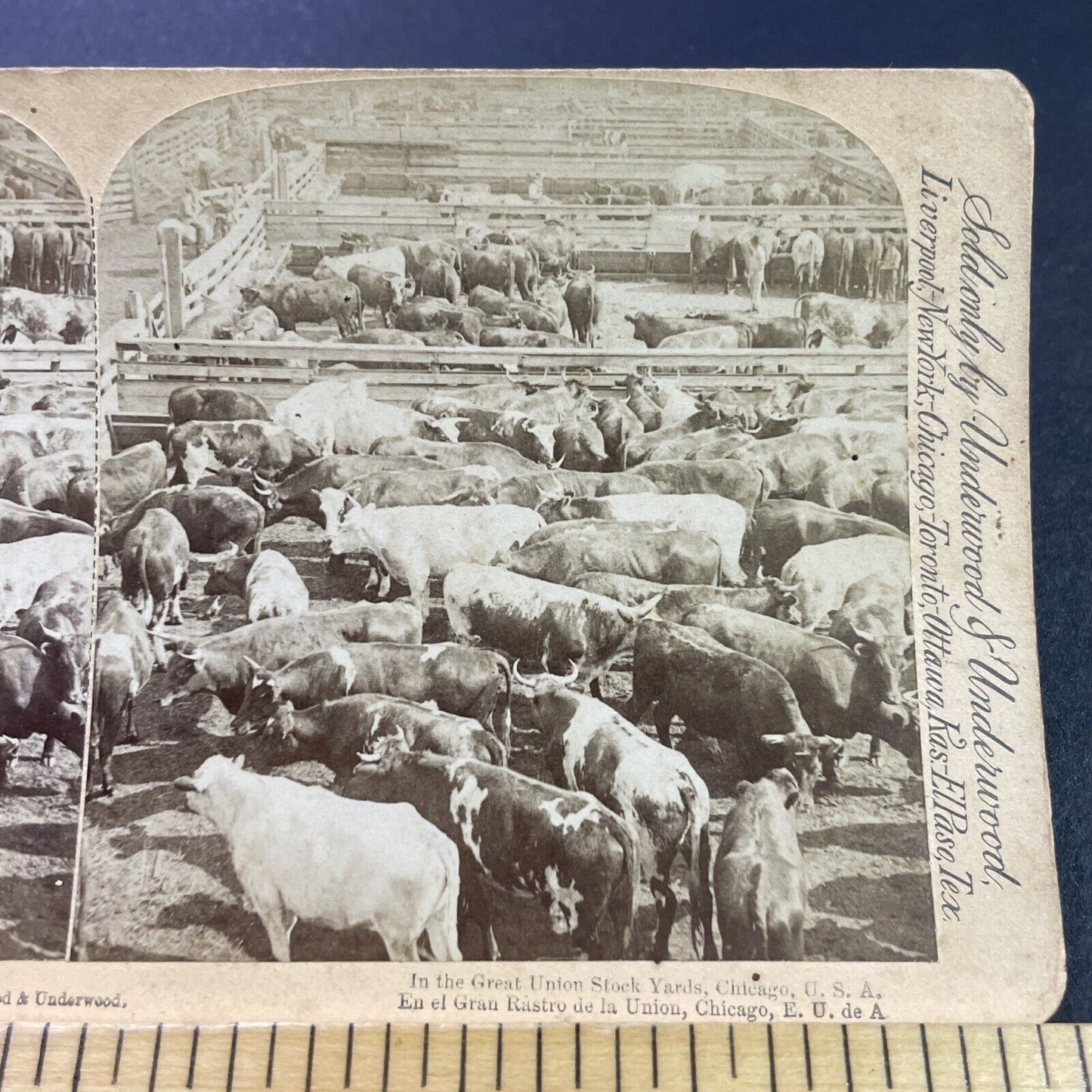 Antique 1893 Cattle Stock Yard Chicago Illinois Stereoview Photo Card P3805