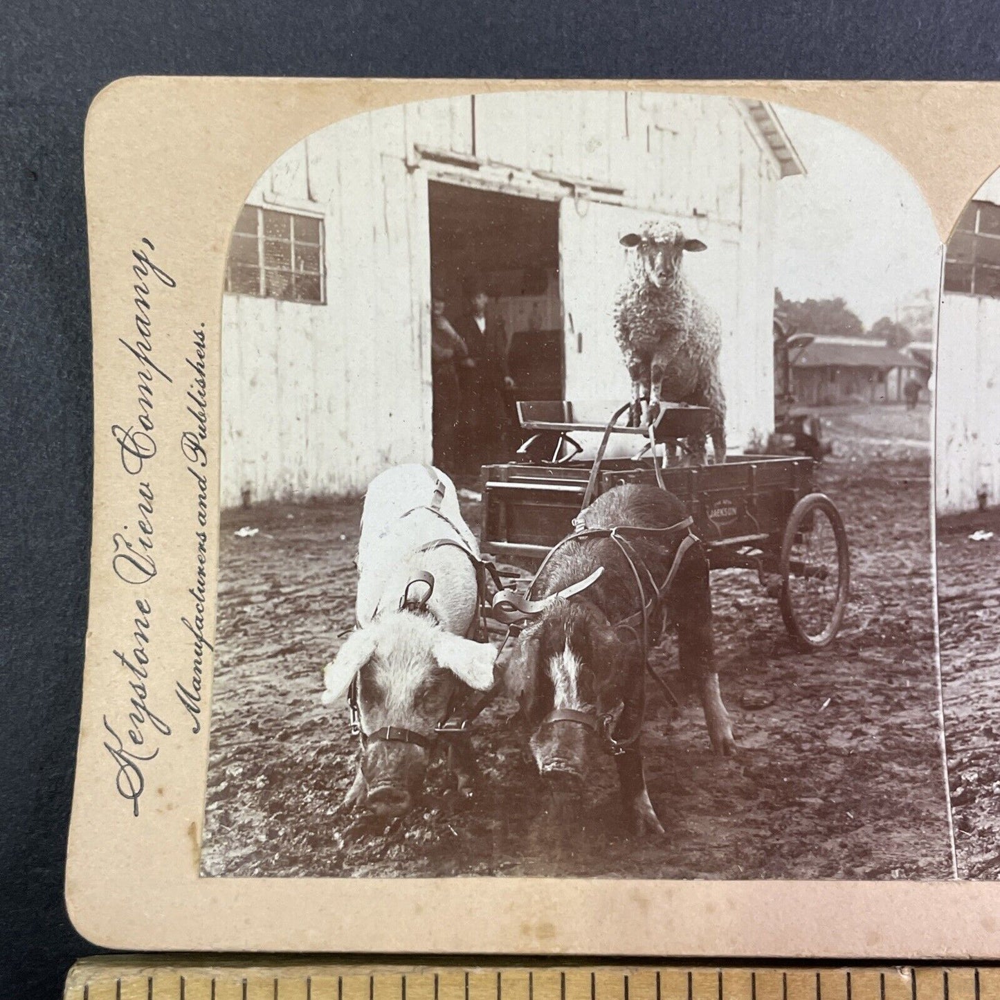 A Pig Driven Cart Carriage on a Farm Stereoview B.L. Singley Antique c1903 Y1249