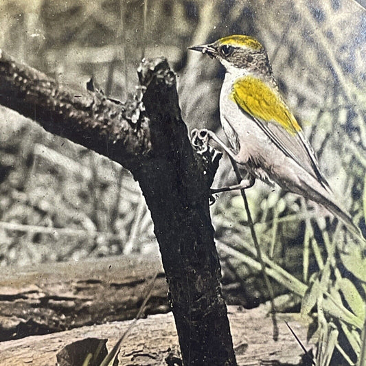 Antique 1908 Golden-Winged Warbler Hand Colored Stereoview Photo Card PC788