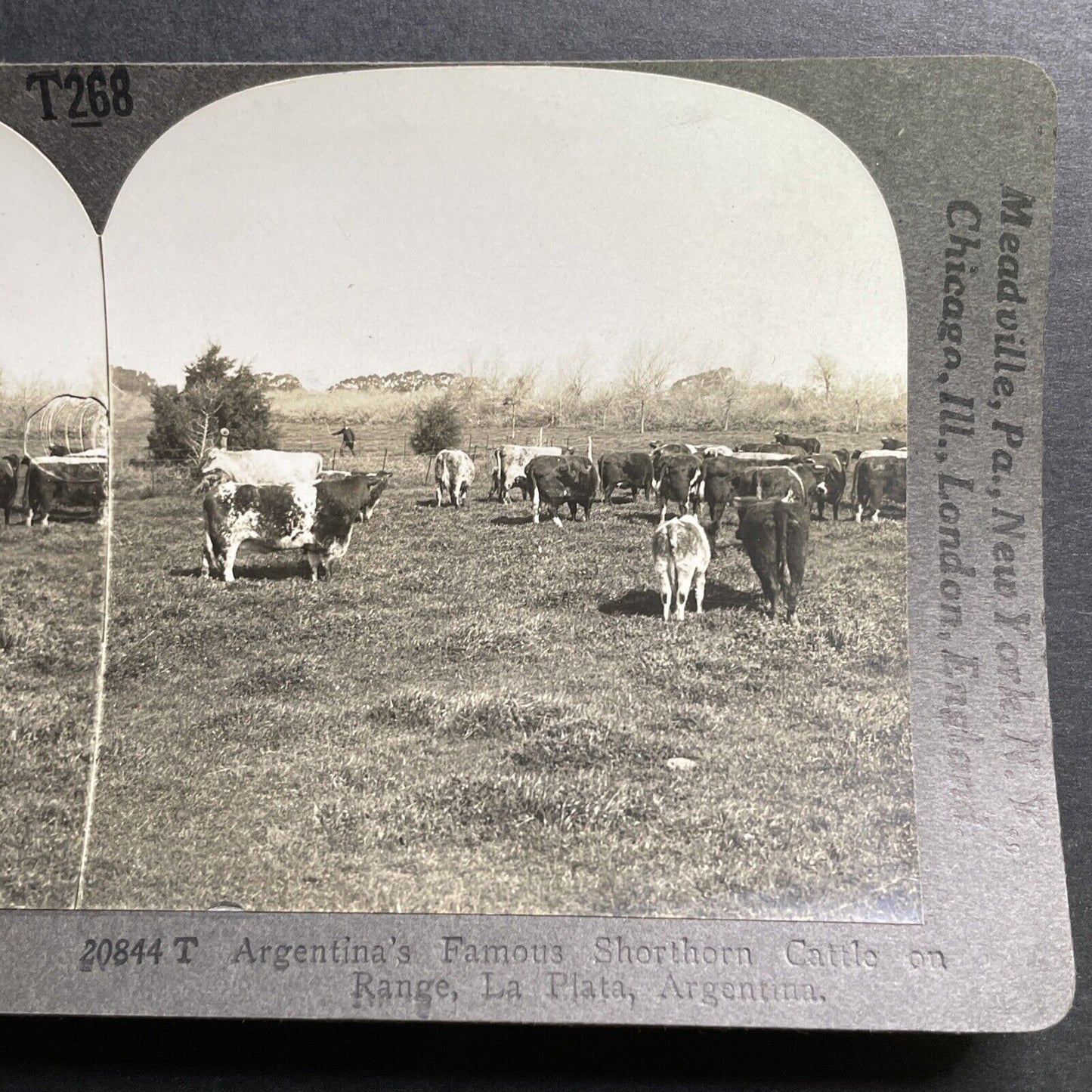 Antique 1918 Shorthorn Cattle La Plata Argentina Stereoview Photo Card P1367