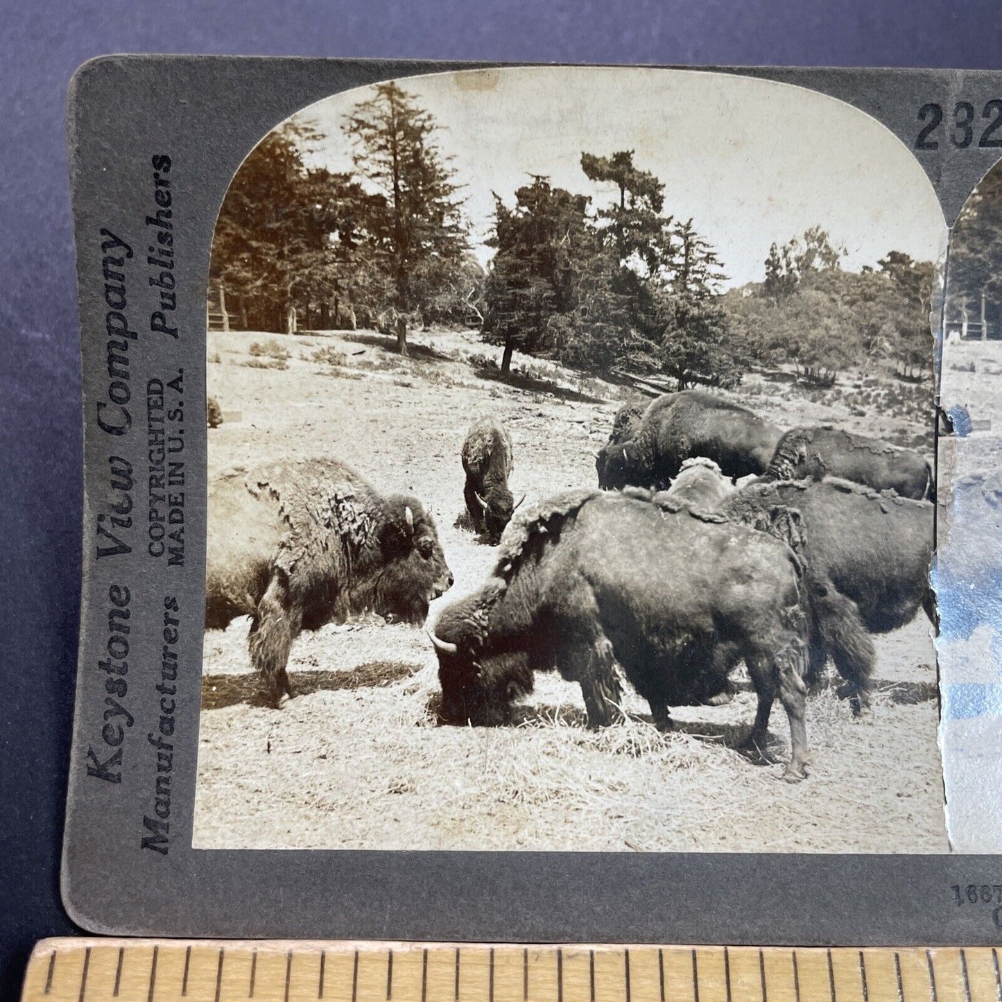 Antique 1909 The Last Wild Bison Herd In California Stereoview Photo Card P3503